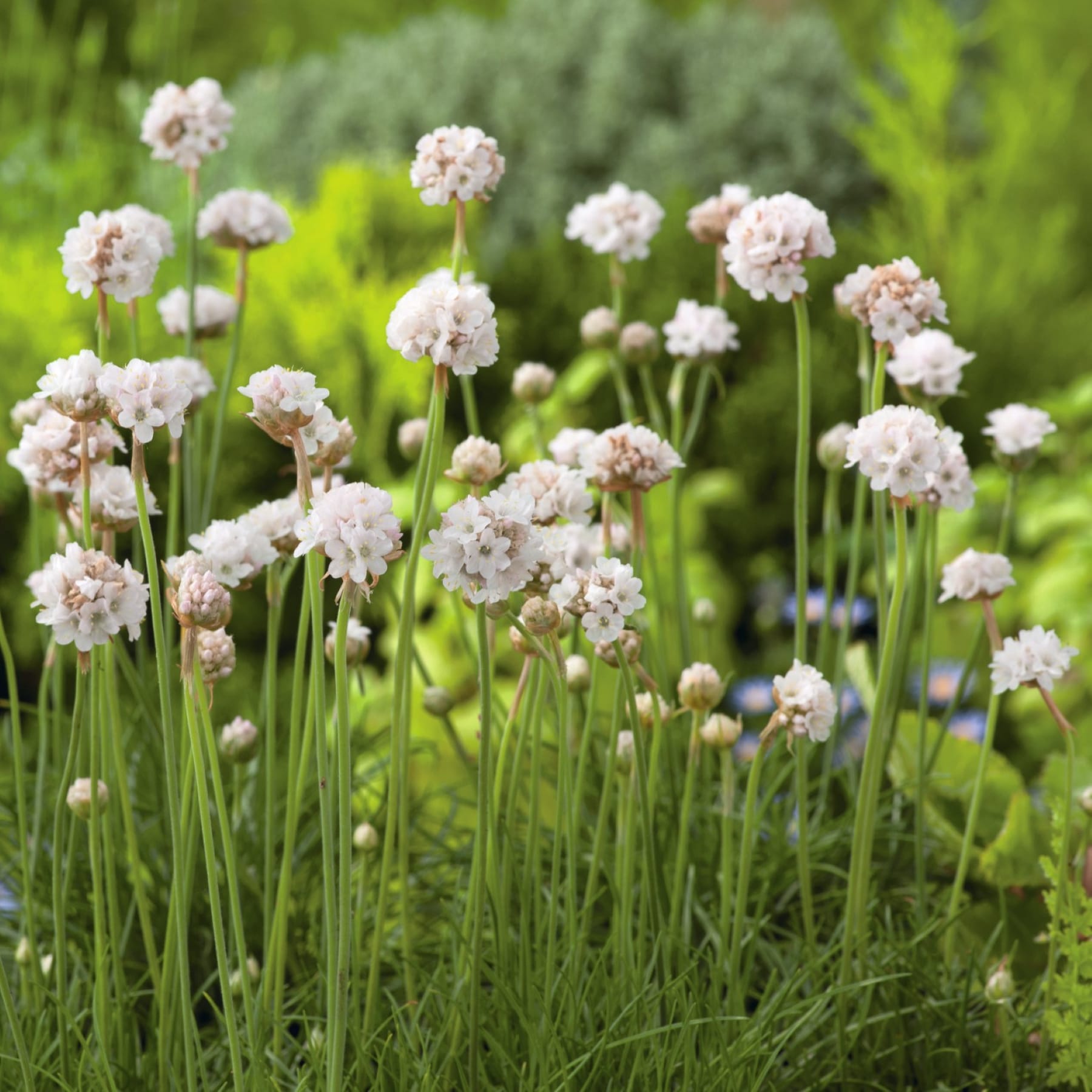 Ein üppiges, grünes Feld ist voller Büschel zarter, weißer Blumen, die inmitten des hohen Grases blühen und eine ruhige und malerische Naturszenerie schaffen.