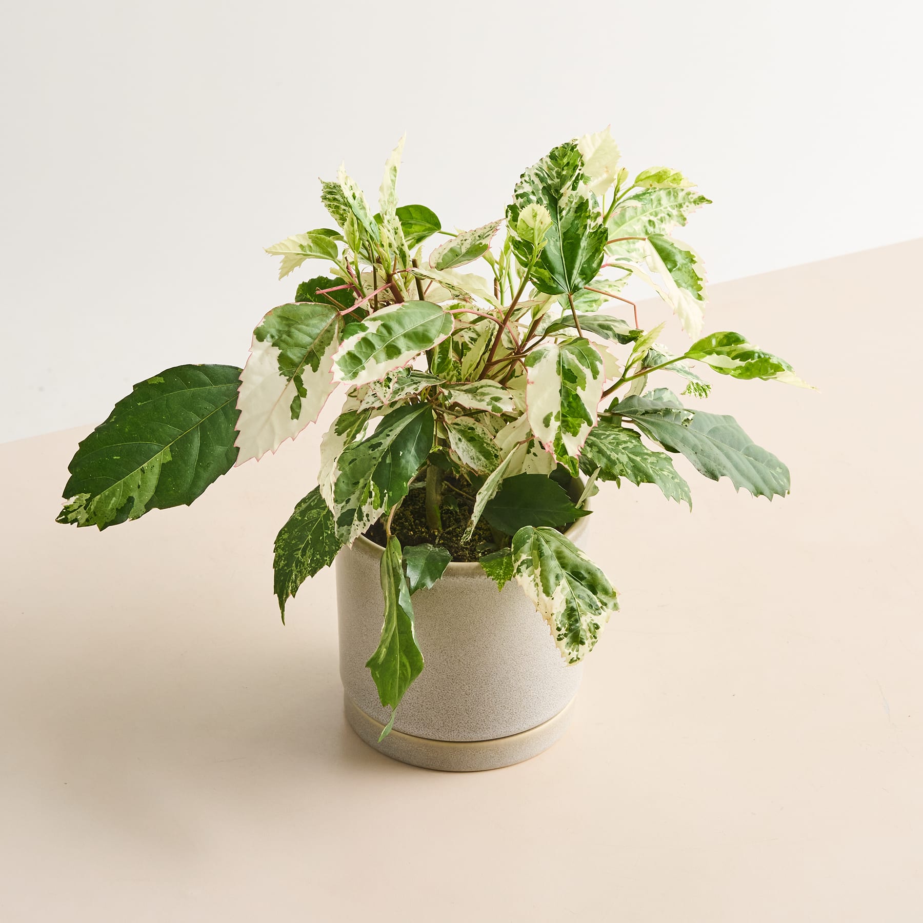 Ein Strauß frischer, leuchtend grüner Blätter und Stängel, arrangiert in einer einfachen weißen Keramikvase vor einem schlichten, hellen Hintergrund.