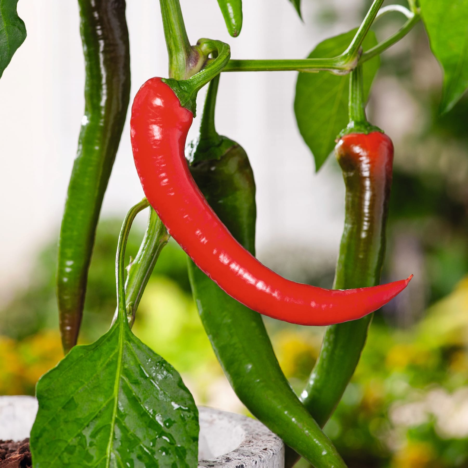 Das Bild zeigt eine Nahaufnahme mehrerer roter und grüner Chilischoten, die auf einer Pflanze mit üppigen grünen Blättern vor einem unscharfen natürlichen Hintergrund wachsen.