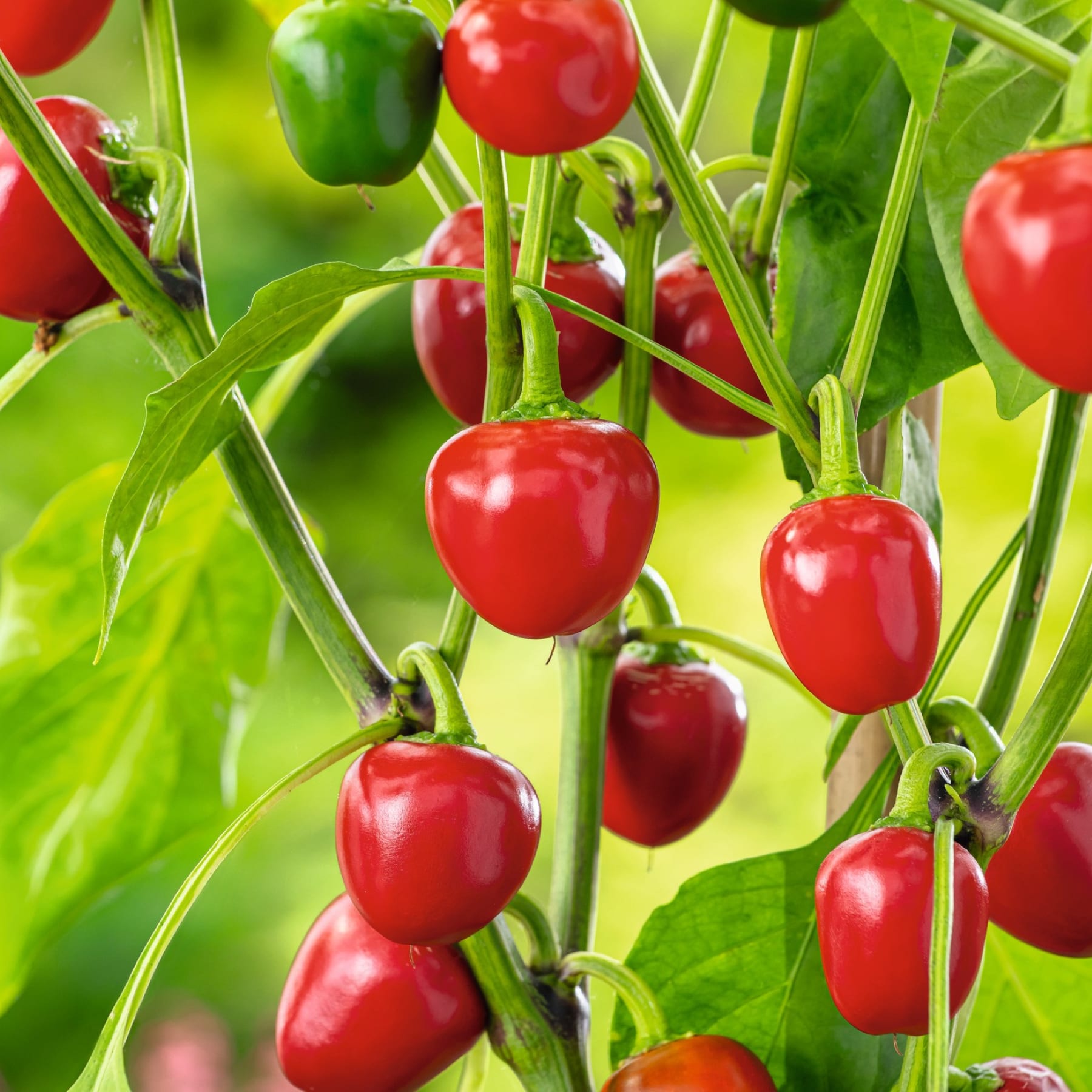 Leuchtend rote Paprika wachsen auf üppigen grünen Pflanzen vor einem unscharfen natürlichen Hintergrund.