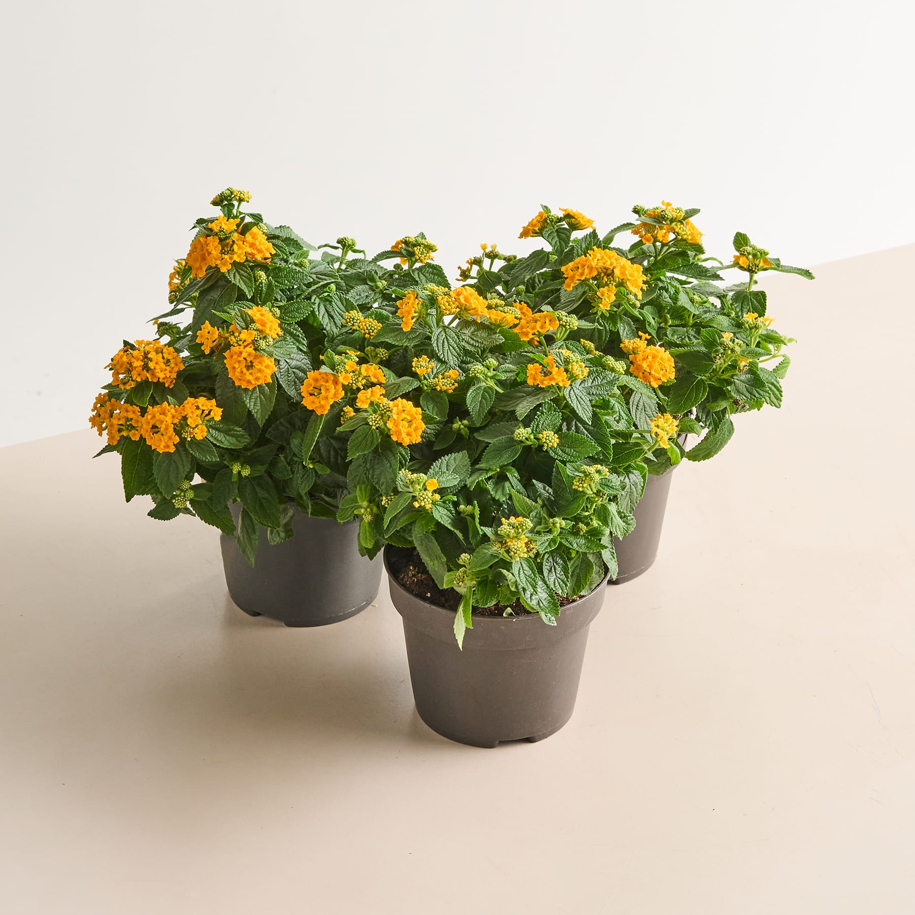 Das Bild zeigt zwei Topfpflanzen mit leuchtend gelben Blüten und üppigem grünen Laub vor einem schlichten weißen Hintergrund.