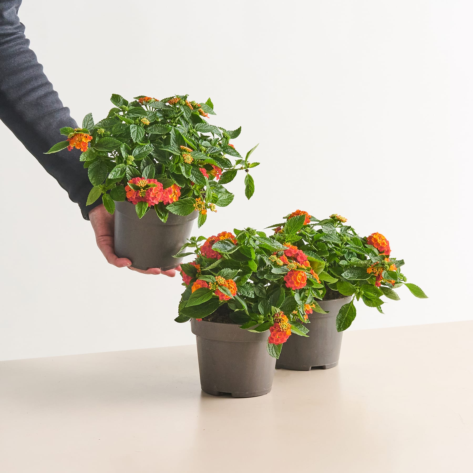 Eine Hand streckt sich nach einer Topfpflanze mit leuchtend orangefarbenen und roten Blüten vor einem schlichten weißen Hintergrund.