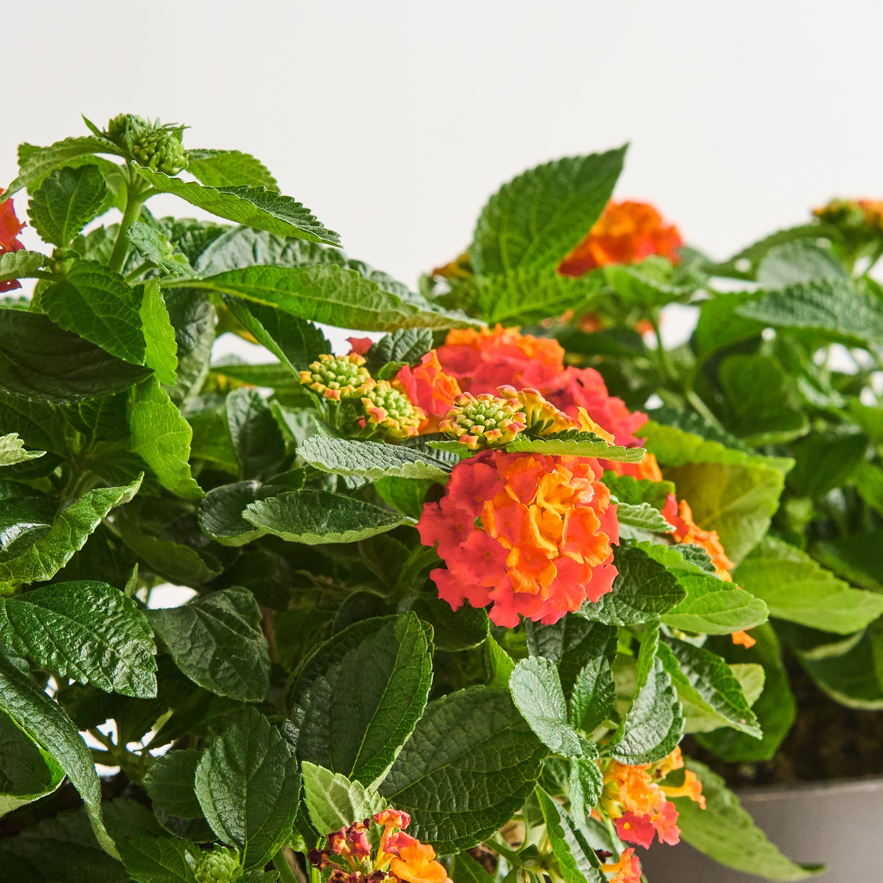 Leuchtend orange und gelbe Blüten blühen inmitten üppiger grüner Blätter in einer Topfpflanze und sorgen für ein optisch beeindruckendes und farbenfrohes Bild.