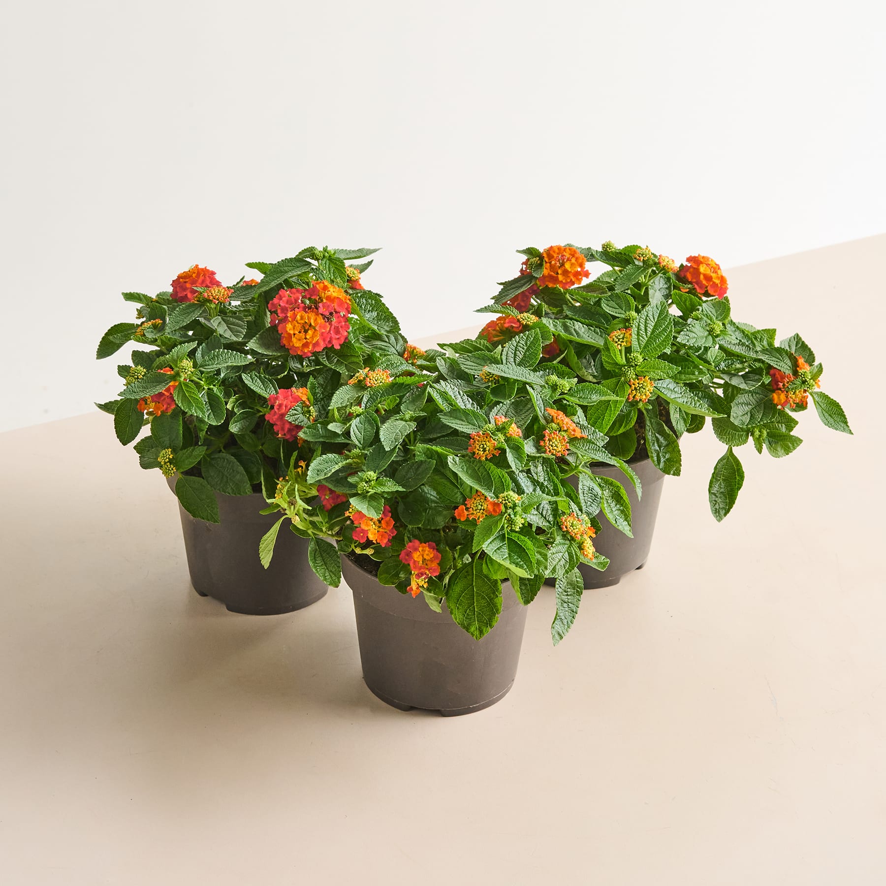 Eine Topfpflanze mit üppigen grünen Blättern und leuchtend orangefarbenen Blüten steht auf einer hellen Oberfläche vor einem schlichten Hintergrund.
