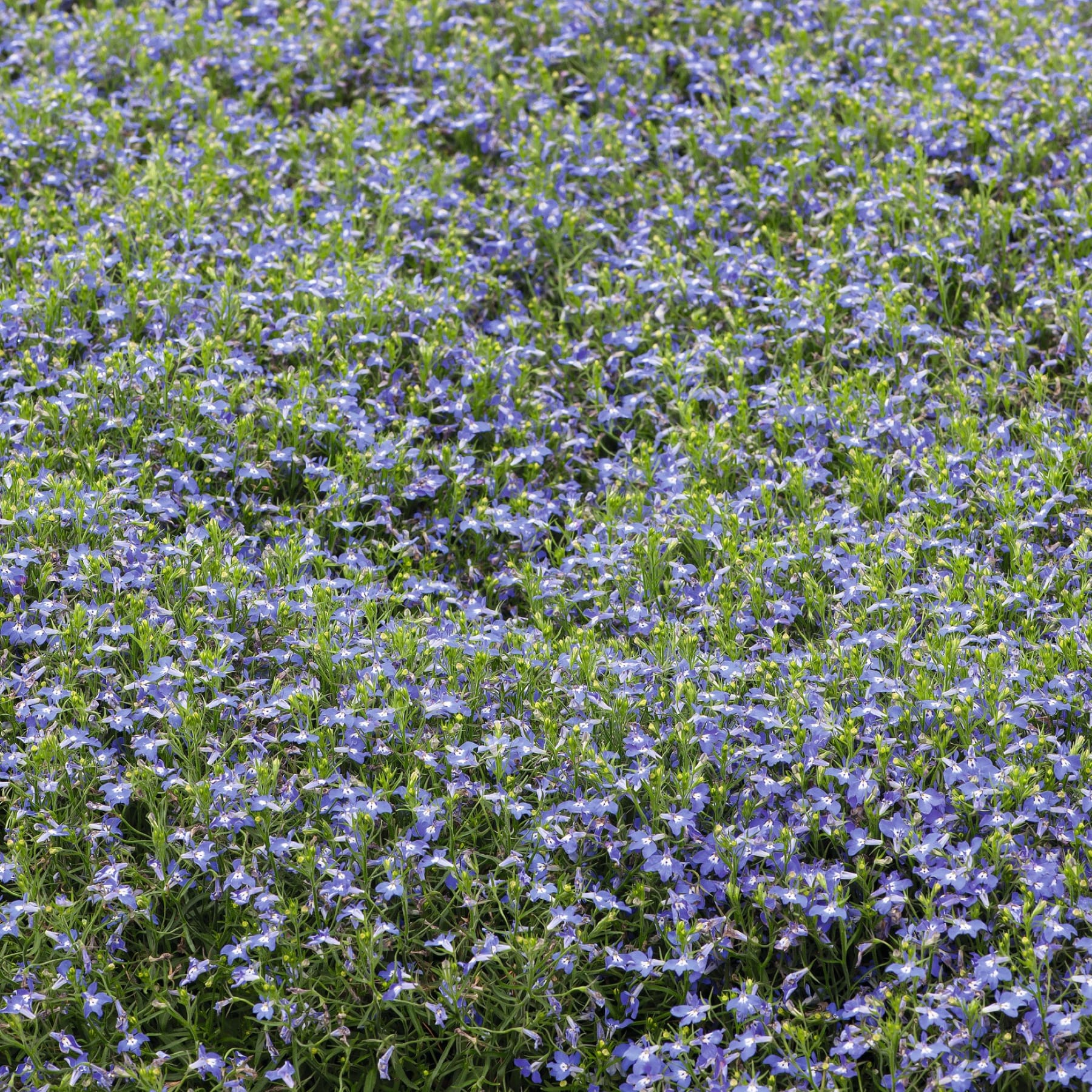 Ein üppiges, grünes Feld, gefüllt mit einem leuchtenden Teppich aus kleinen, zarten blauen Blumen, die eine bezaubernde und ruhige Naturlandschaft schaffen.