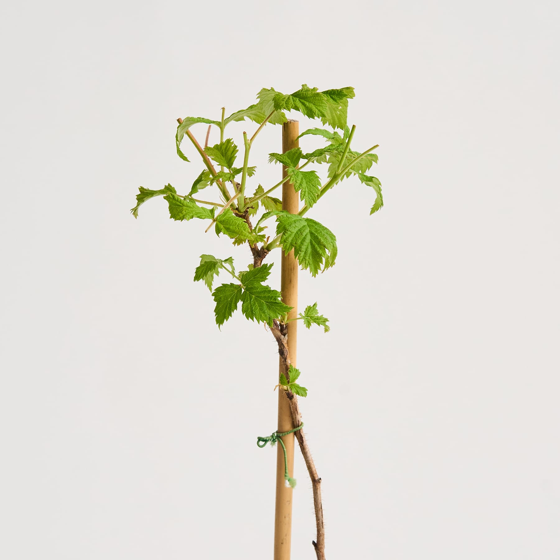 Eine junge grüne Pflanze mit leuchtenden Blättern steht vor einem schlichten hellblauen Hintergrund.