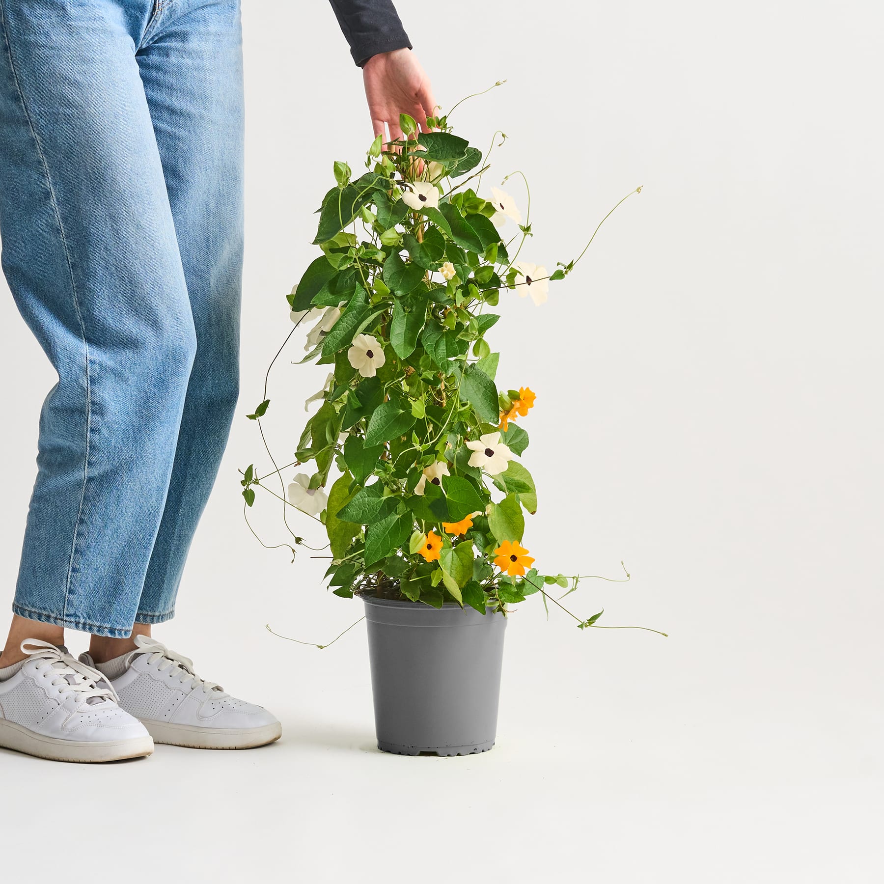 Auf einem weißen Hintergrund steht eine Topfpflanze mit üppigen grünen Blättern und leuchtend weißen und orangefarbenen Blüten. Im Vordergrund sind die Beine und Füße einer Person zu sehen.
