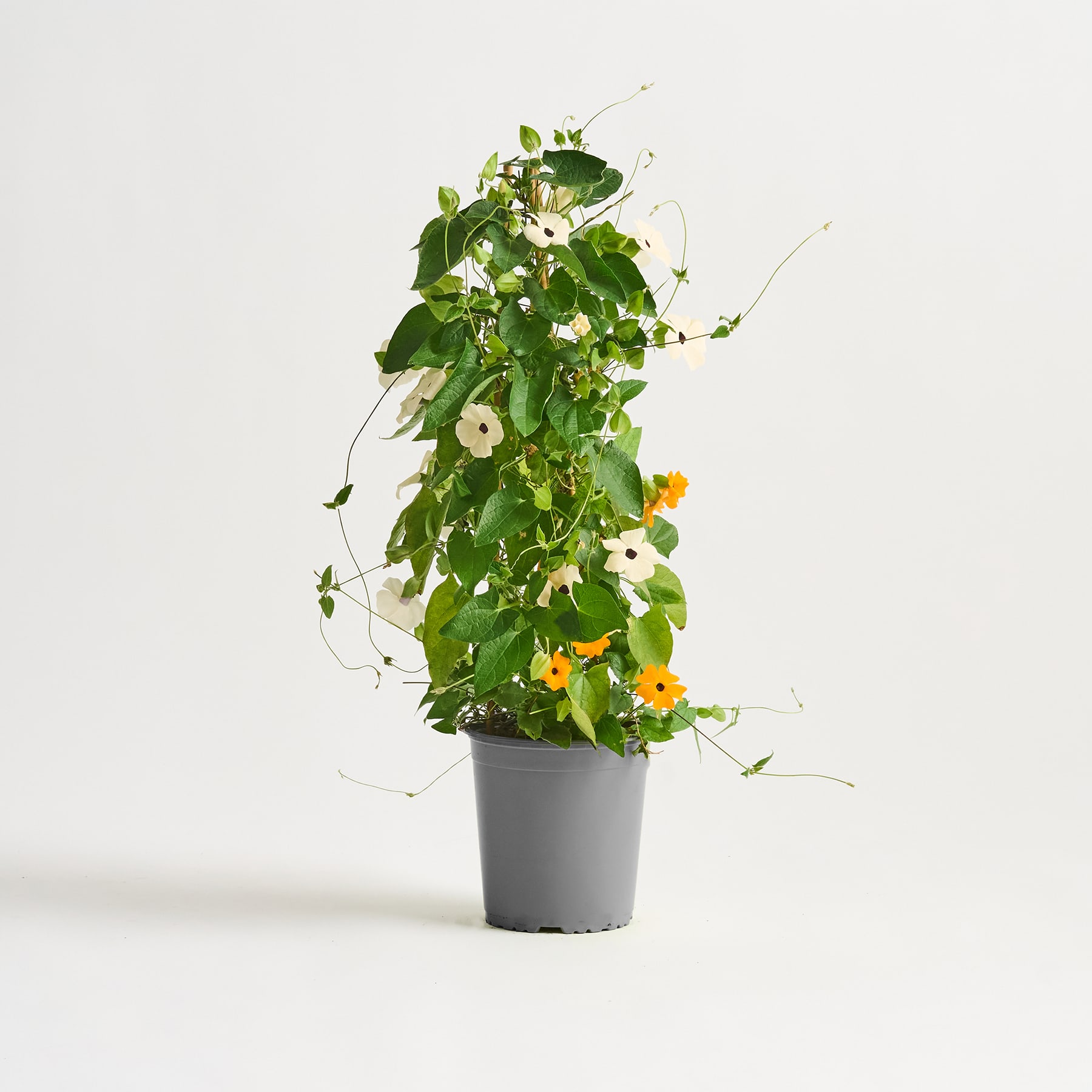 Eine üppige, leuchtende Pflanze mit grünen Blättern und weißen und gelben Blüten steht in einem schwarzen Topf vor einem schlichten weißen Hintergrund.