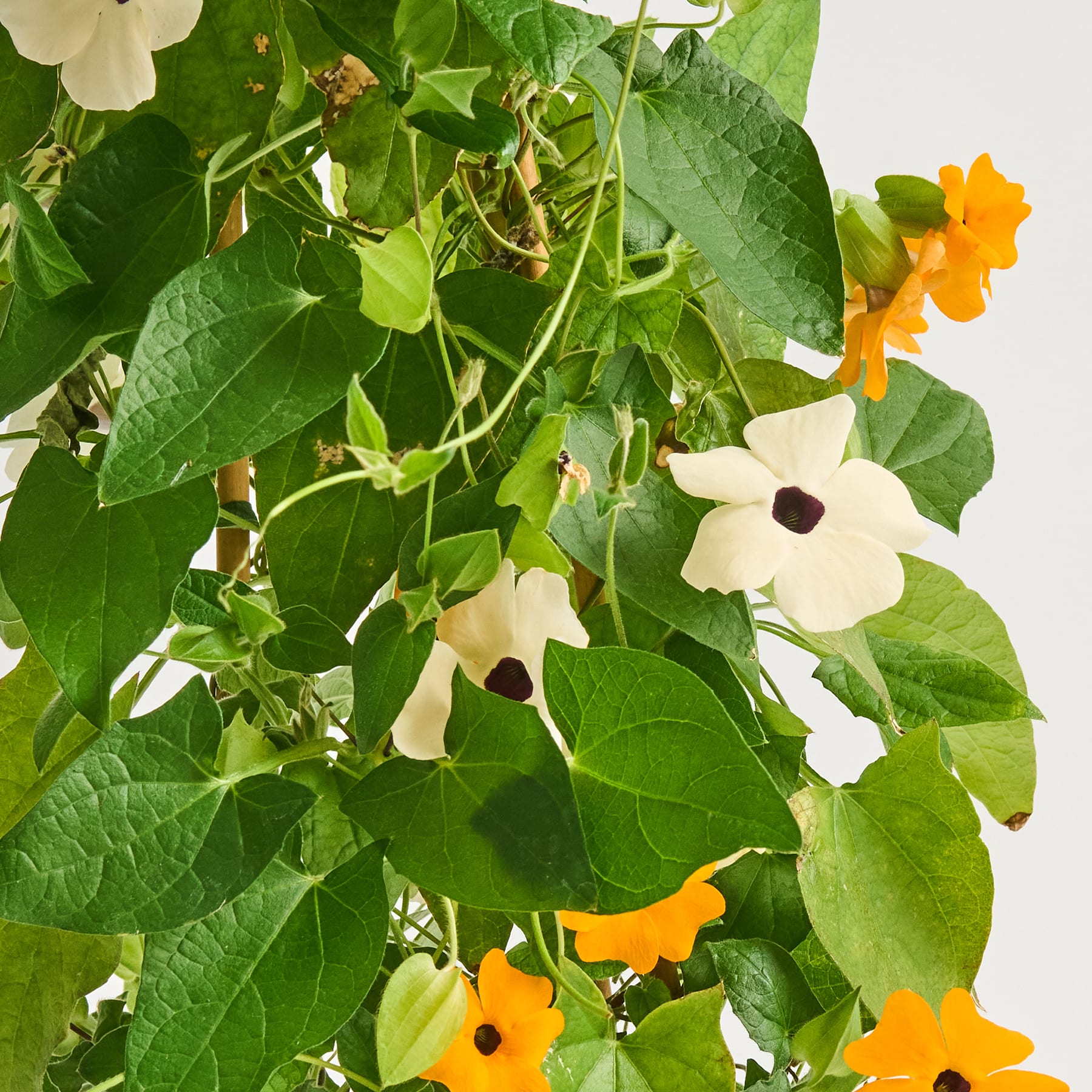 Das Bild zeigt eine üppige, grüne Pflanze mit großen grünen Blättern und leuchtend gelben und weißen Blüten, die inmitten des Laubes blühen.