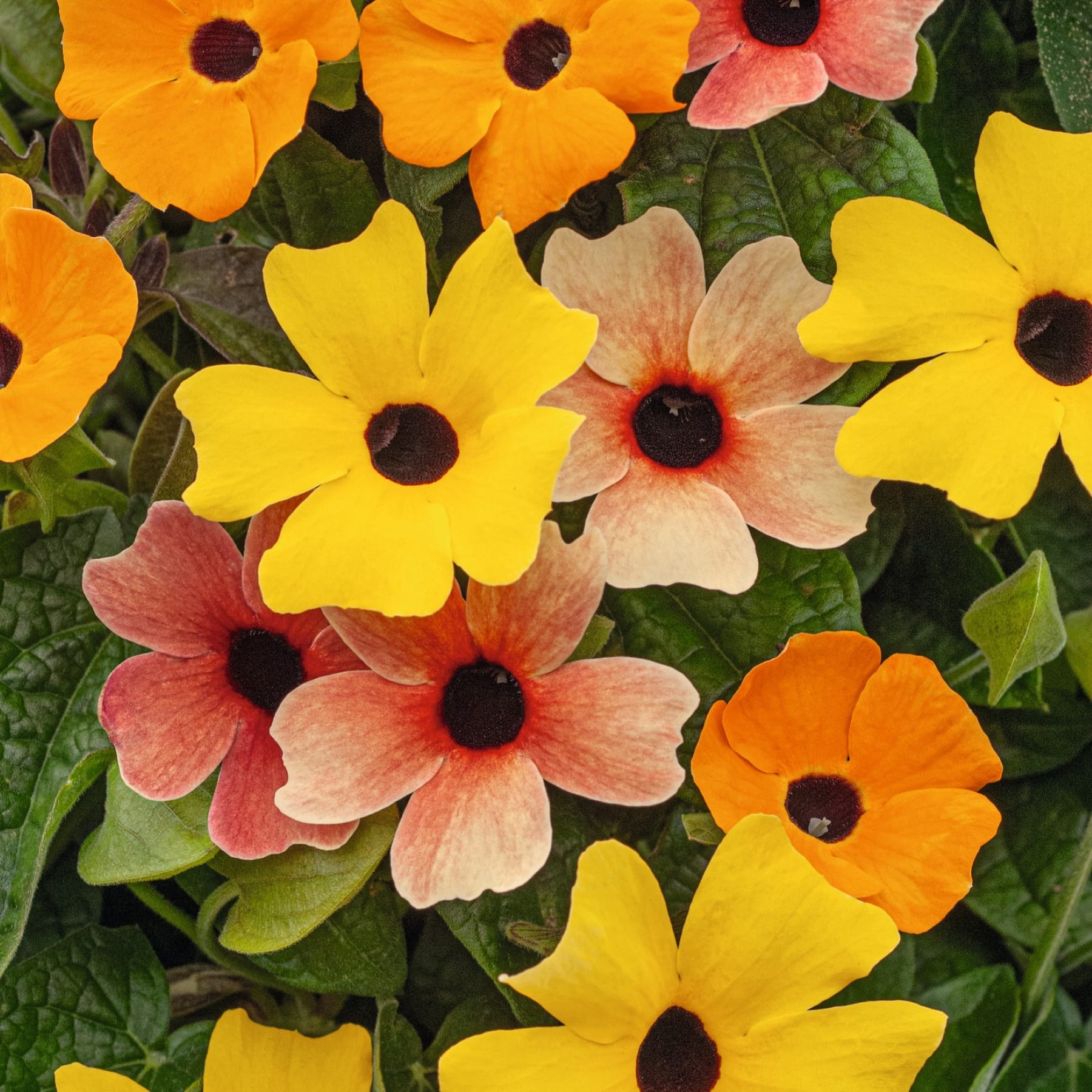 Eine lebendige Palette farbenfroher Blumen, darunter gelbe, orange und rosa Blüten, füllt den Rahmen vor dem Hintergrund üppiger grüner Blätter.