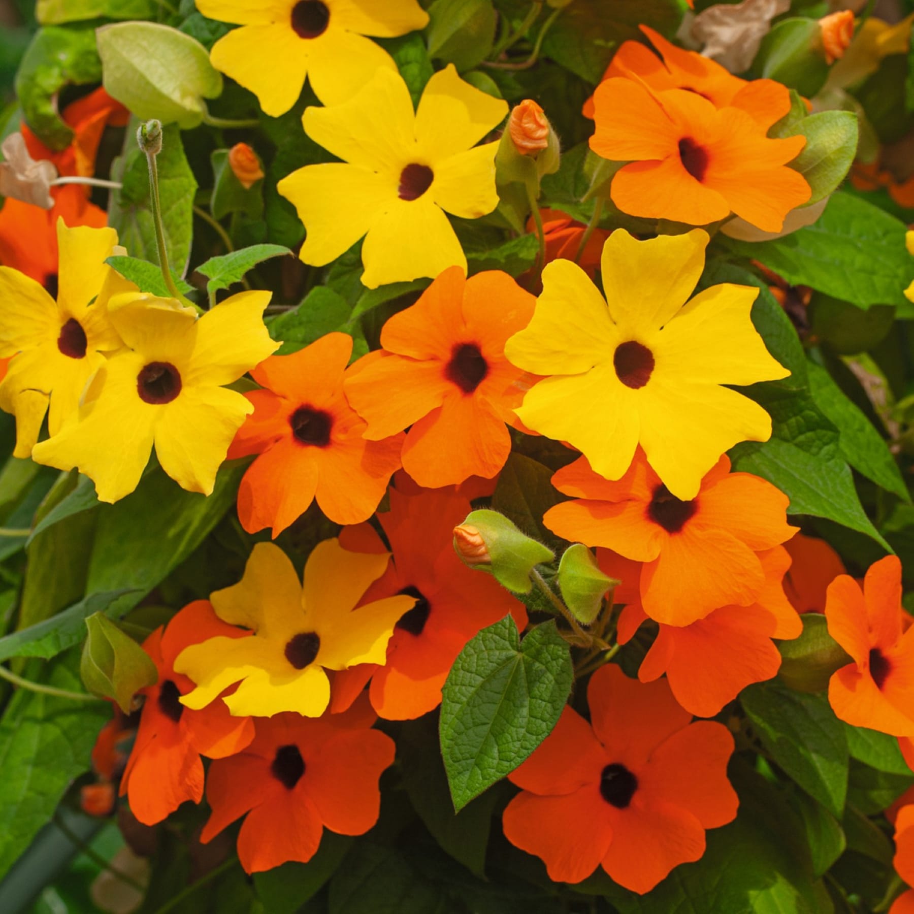 Leuchtend gelbe und orangefarbene Blüten mit dunkler Mitte blühen inmitten üppiger grüner Blätter und schaffen eine optisch beeindruckende und farbenfrohe Naturszene.