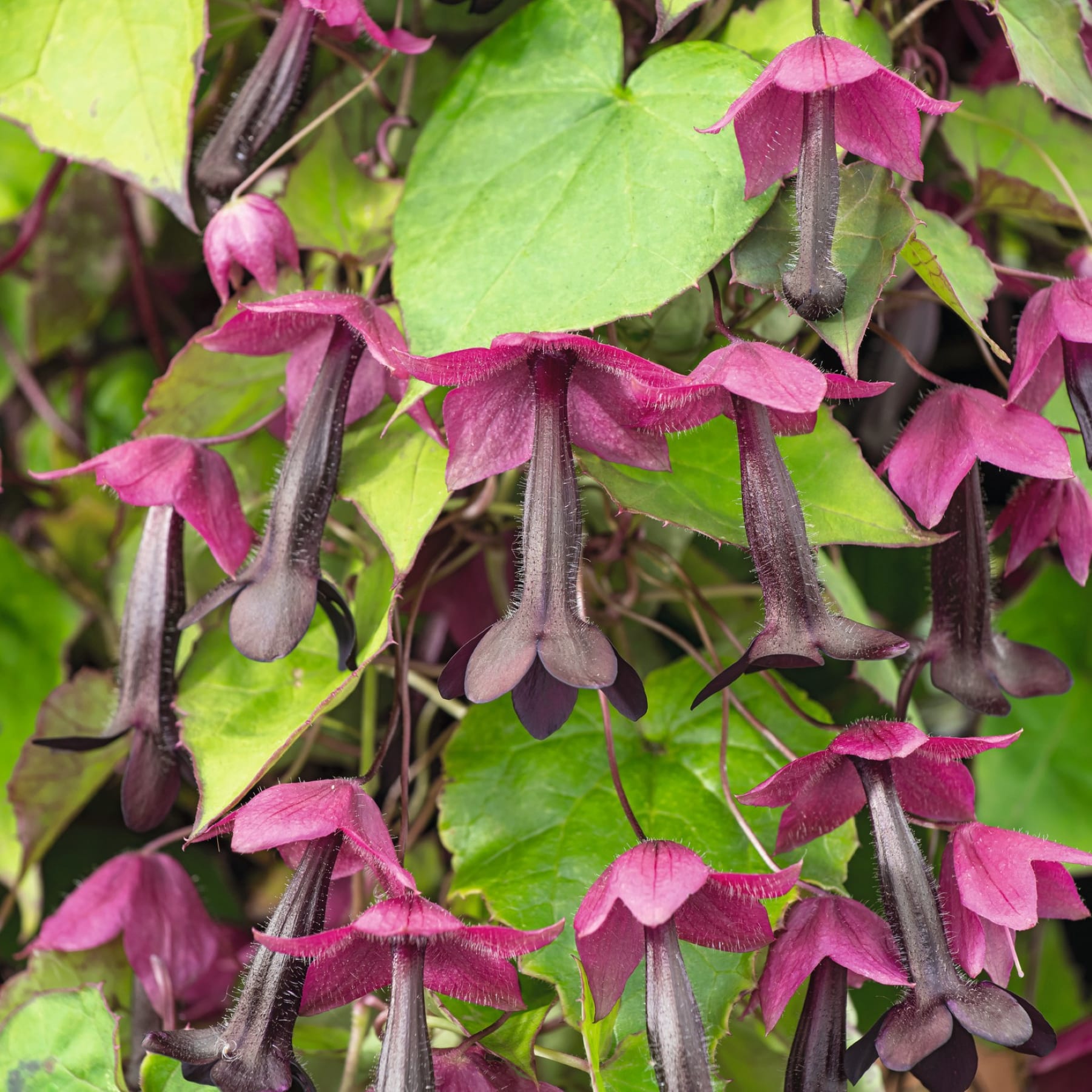 Leuchtend rosa Fuchsienblüten mit grünen Blättern im Vordergrund, umgeben von einem üppigen, grünen Hintergrund.