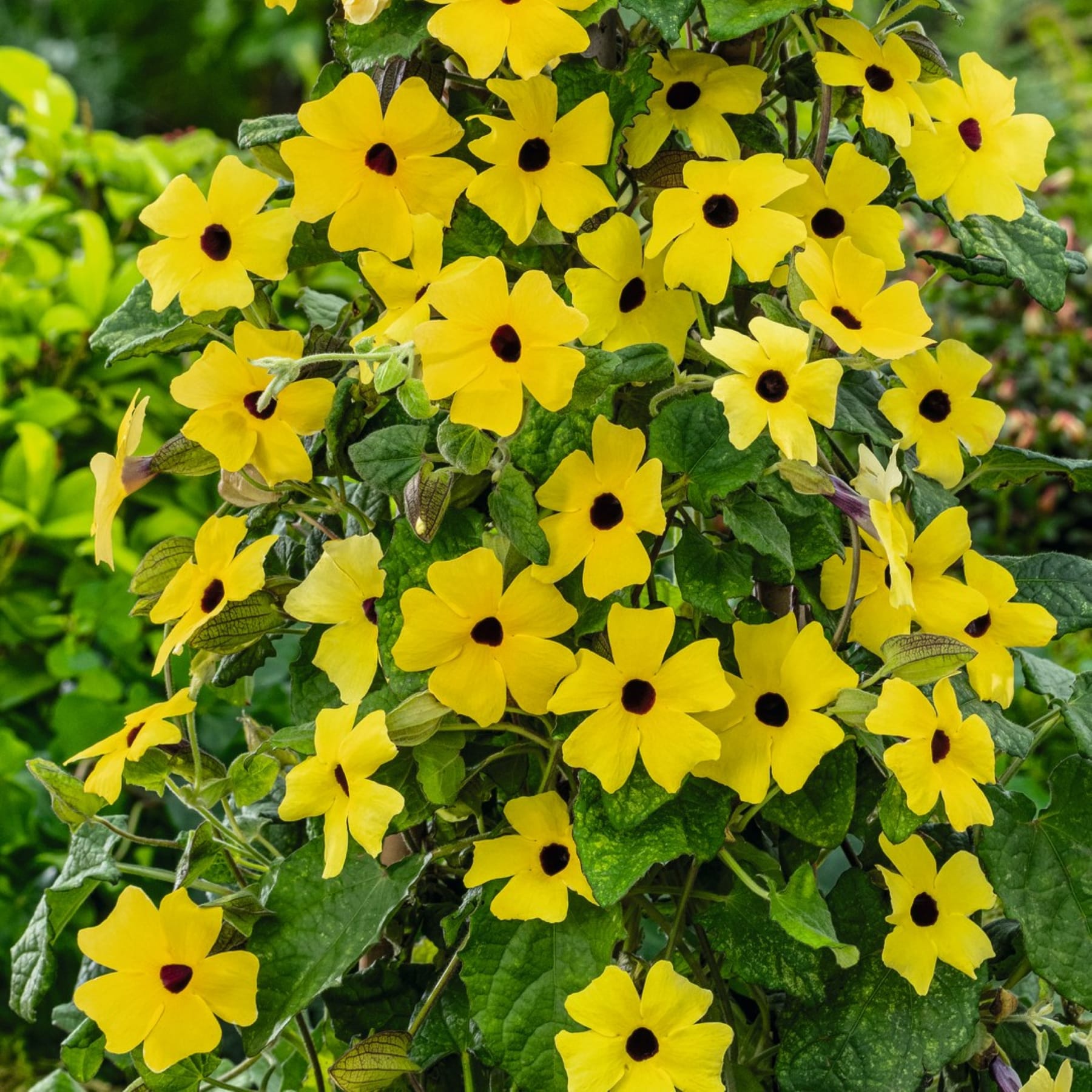 Ein üppiger, lebendiger Garten voller leuchtend gelber Blüten mit dunkler Mitte, umgeben von grünem Laub.