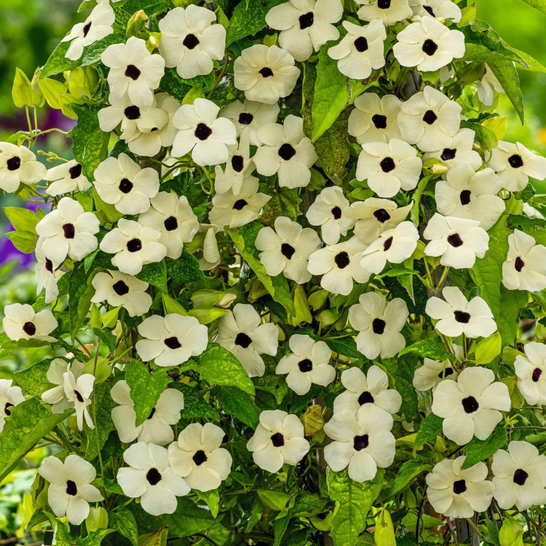 Das Bild zeigt üppiges, grünes Laub mit zahlreichen weißen Blüten mit schwarzer Mitte, die ein lebendiges und optisch ansprechendes Bild ergeben.
