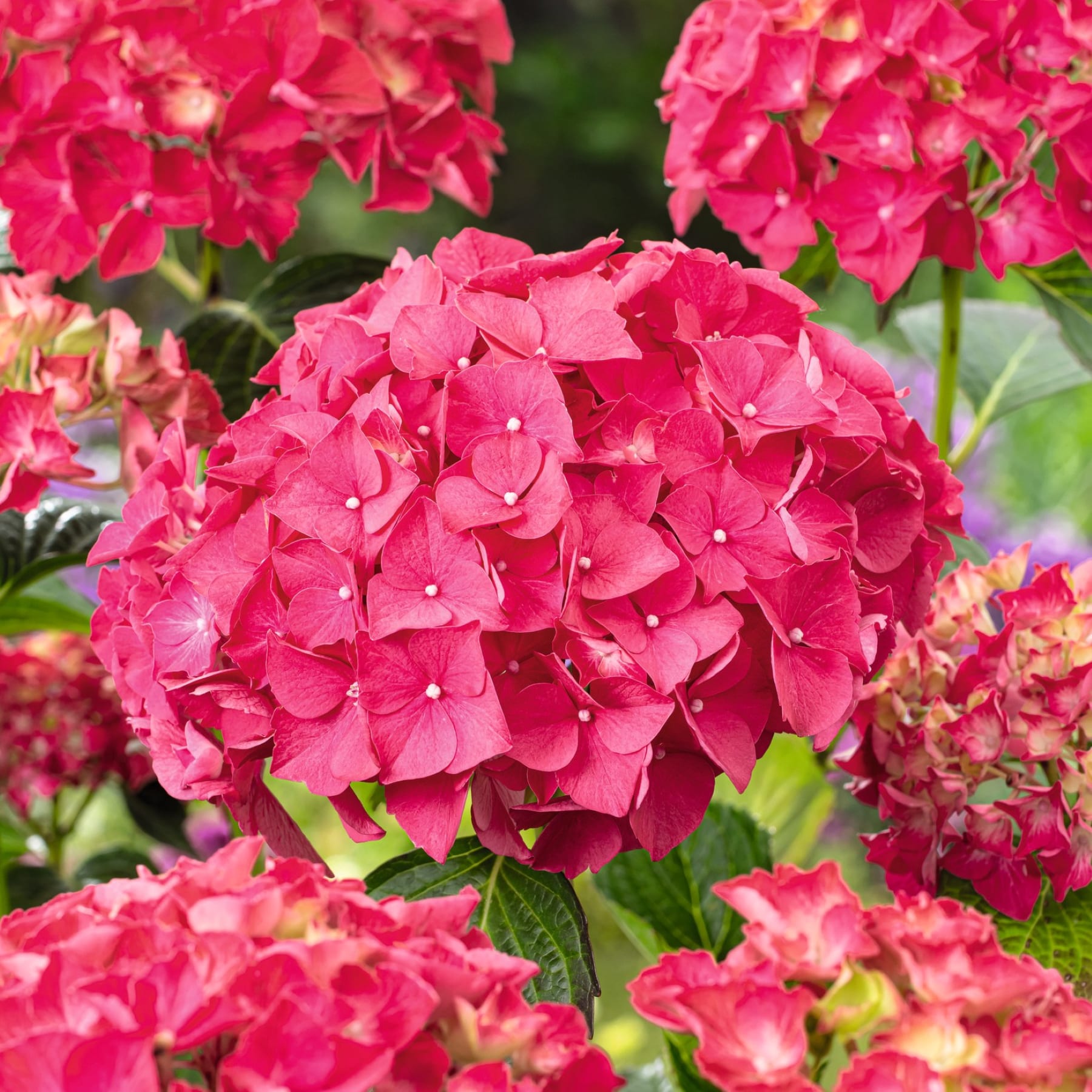 Leuchtend rosa Hortensienblüten in voller Blüte, umgeben von üppigem grünem Laub vor einem unscharfen natürlichen Hintergrund.