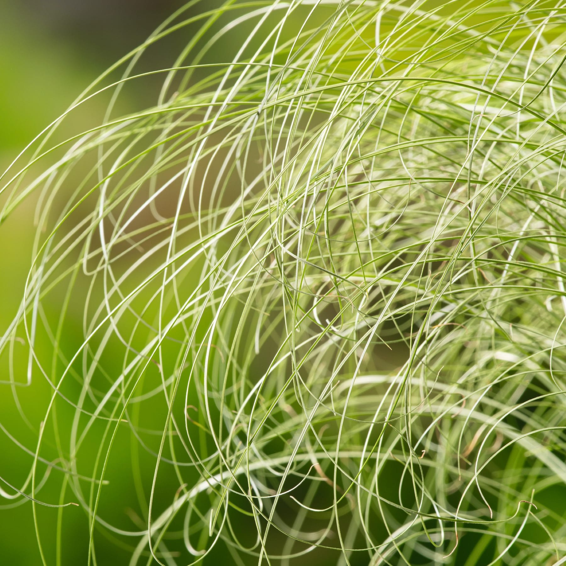 Zarte, ineinander verschlungene Stränge aus grünem Gras oder Laub füllen den Rahmen und erzeugen eine üppige, organische Textur vor einem unscharfen, grünen Hintergrund.