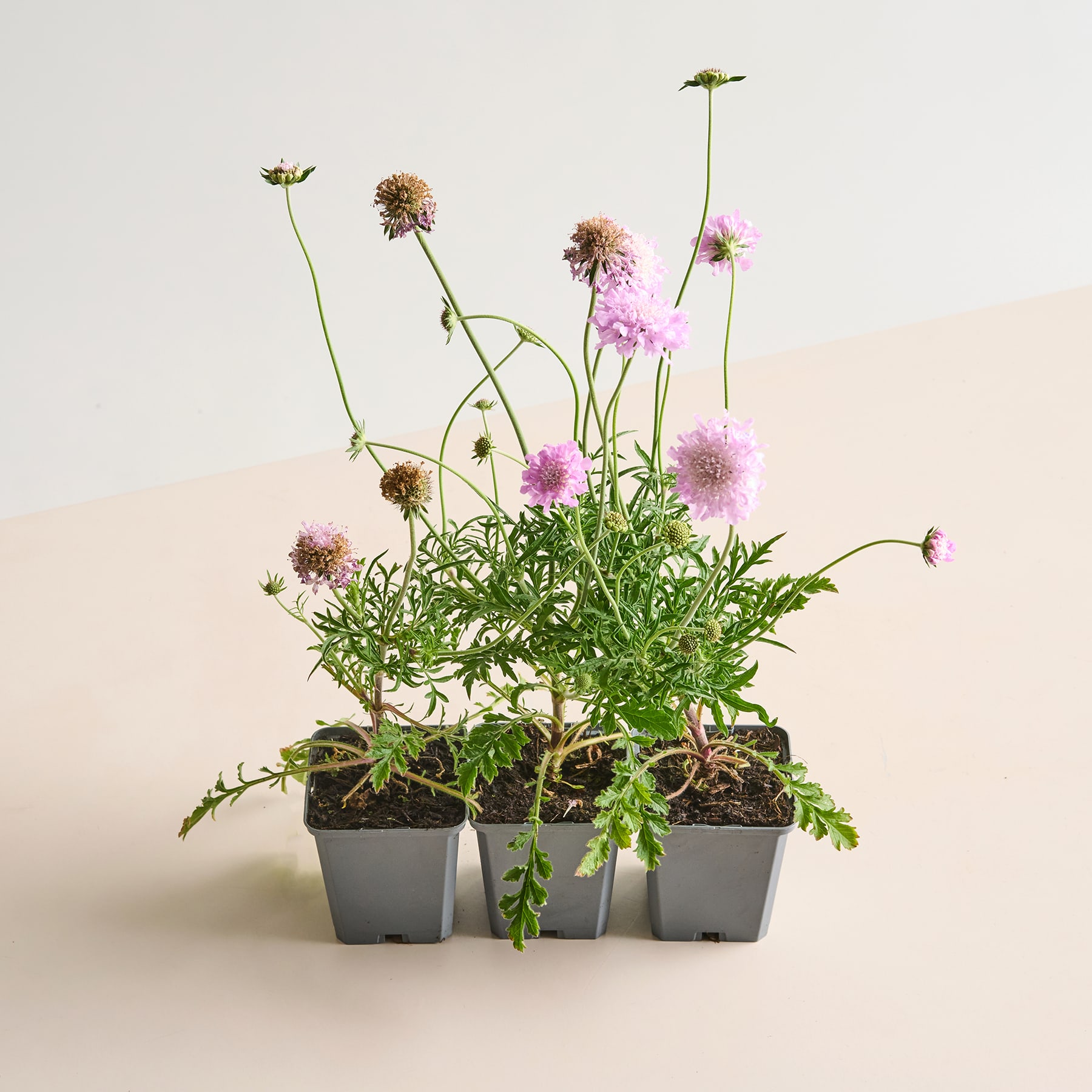Eine Sammlung von Topfpflanzen mit leuchtend rosa Blüten und grünem Laub steht vor einem schlichten, hellen Hintergrund.