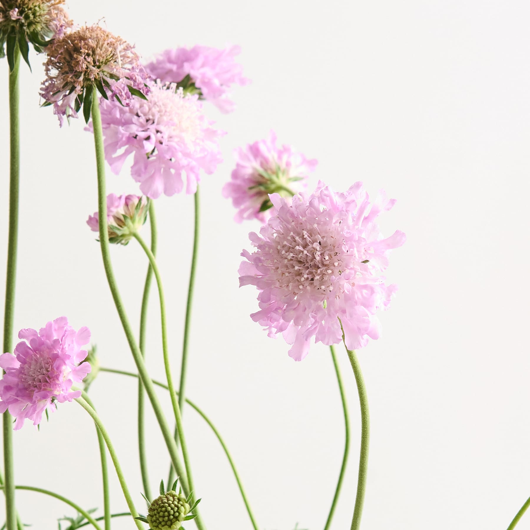 Zarte rosa Skabiosenblüten mit langen Stielen stehen vor einem schlichten weißen Hintergrund und schaffen eine ruhige und minimalistische Blumenkomposition.