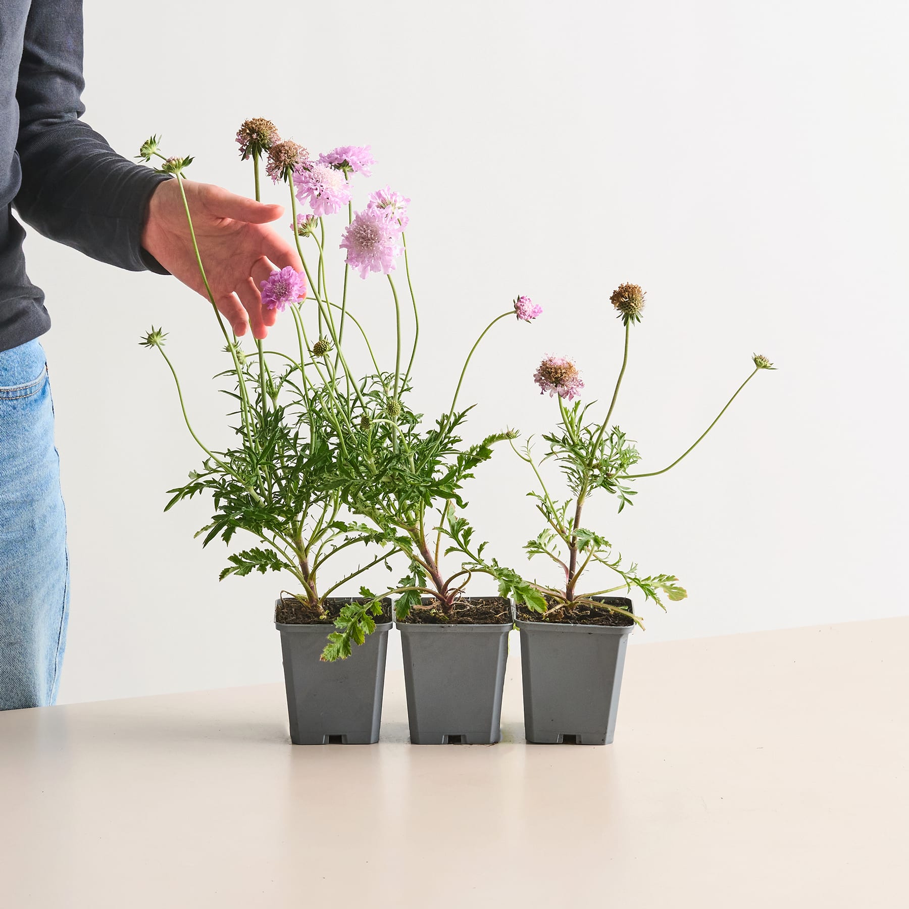 Das Bild zeigt drei Topfpflanzen mit rosa und violetten Blüten, die eine Person vor einem schlichten weißen Hintergrund in den Händen hält.