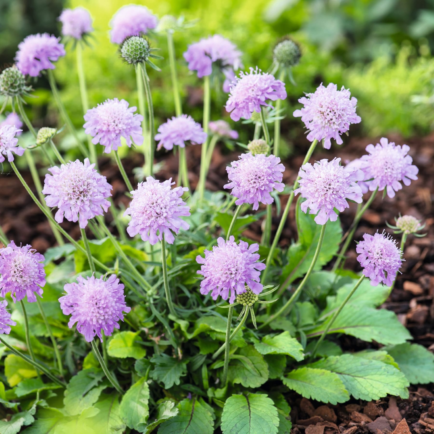 Ein üppiger Garten voller leuchtend violetter, pomponartiger Blumen, umgeben von grünem Laub und einem verschwommenen natürlichen Hintergrund.