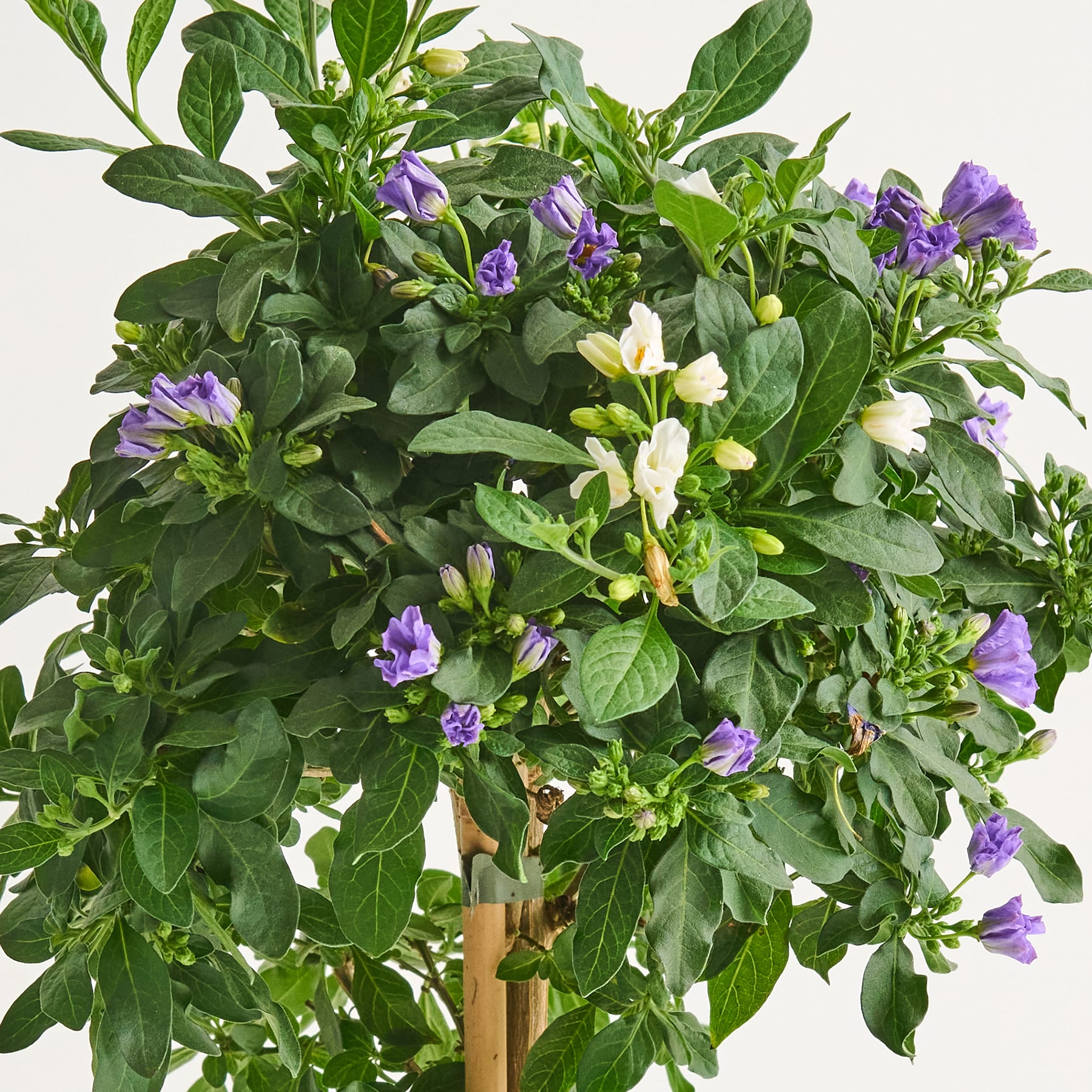 Ein üppiger, lebendiger Strauß aus grünen Blättern und violetten und weißen Blüten vor einem schlichten Hintergrund.