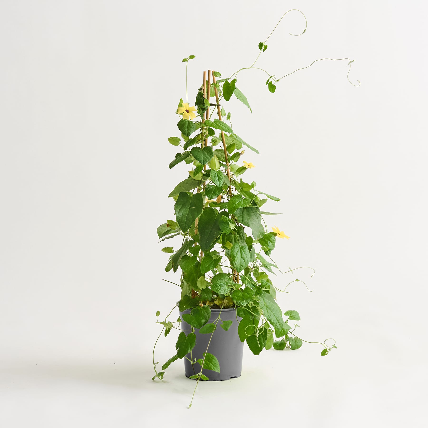 Eine Topfpflanze mit üppigen grünen Blättern und kleinen gelben Blüten steht vor einem schlichten weißen Hintergrund.