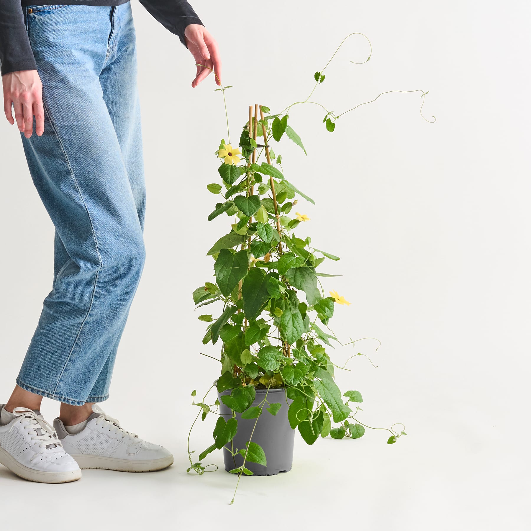 Im Vordergrund sind die Beine und Füße einer Person zu sehen, die Jeans und Turnschuhe trägt, während im Hintergrund eine Topfpflanze mit üppigen grünen Blättern zu sehen ist.