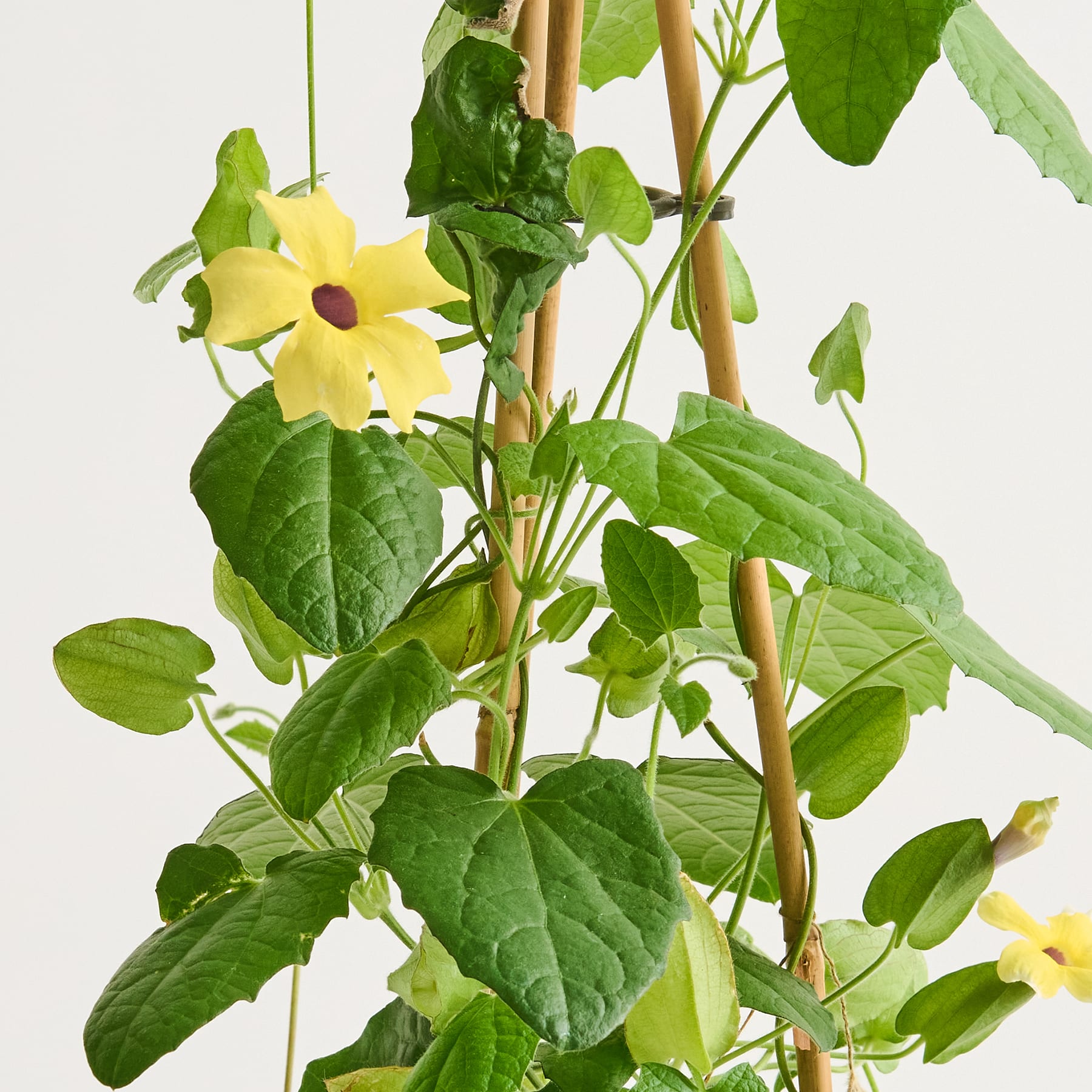 Eine leuchtend gelbe Blume blüht inmitten üppiger grüner Blätter und schafft eine optisch beeindruckende und natürliche Komposition.