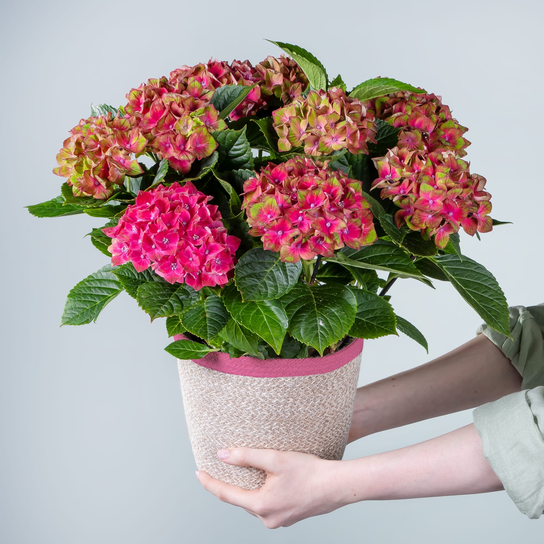 Ein leuchtender Strauß rosa und roter Hortensienblüten in einem weißen Keramiktopf, den eine Person vor einem schlichten Hintergrund in den Händen hält.