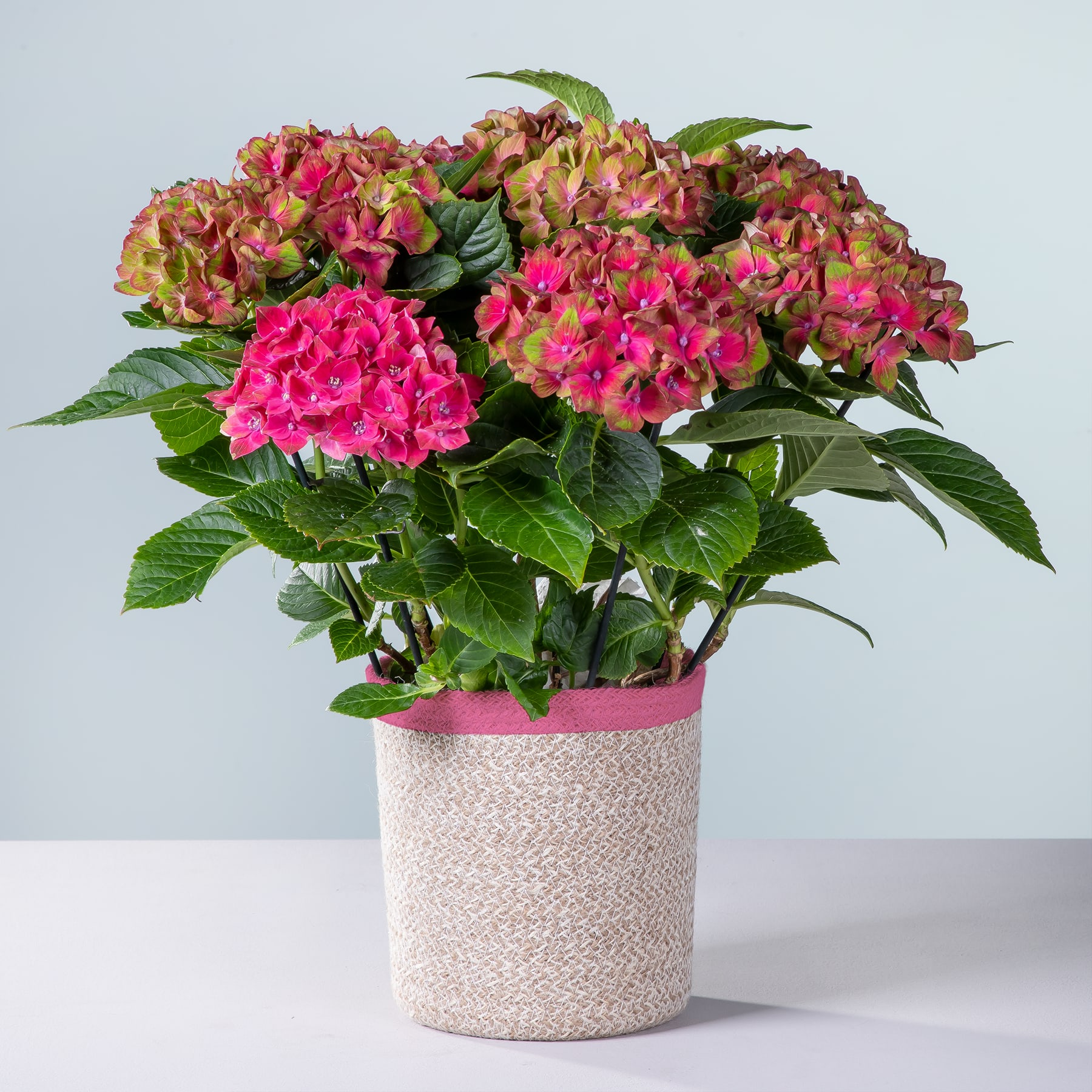 Ein farbenfroher Strauß rosa und roter Hortensienblüten liegt in einem geflochtenen Korb auf einem schlichten weißen Hintergrund.