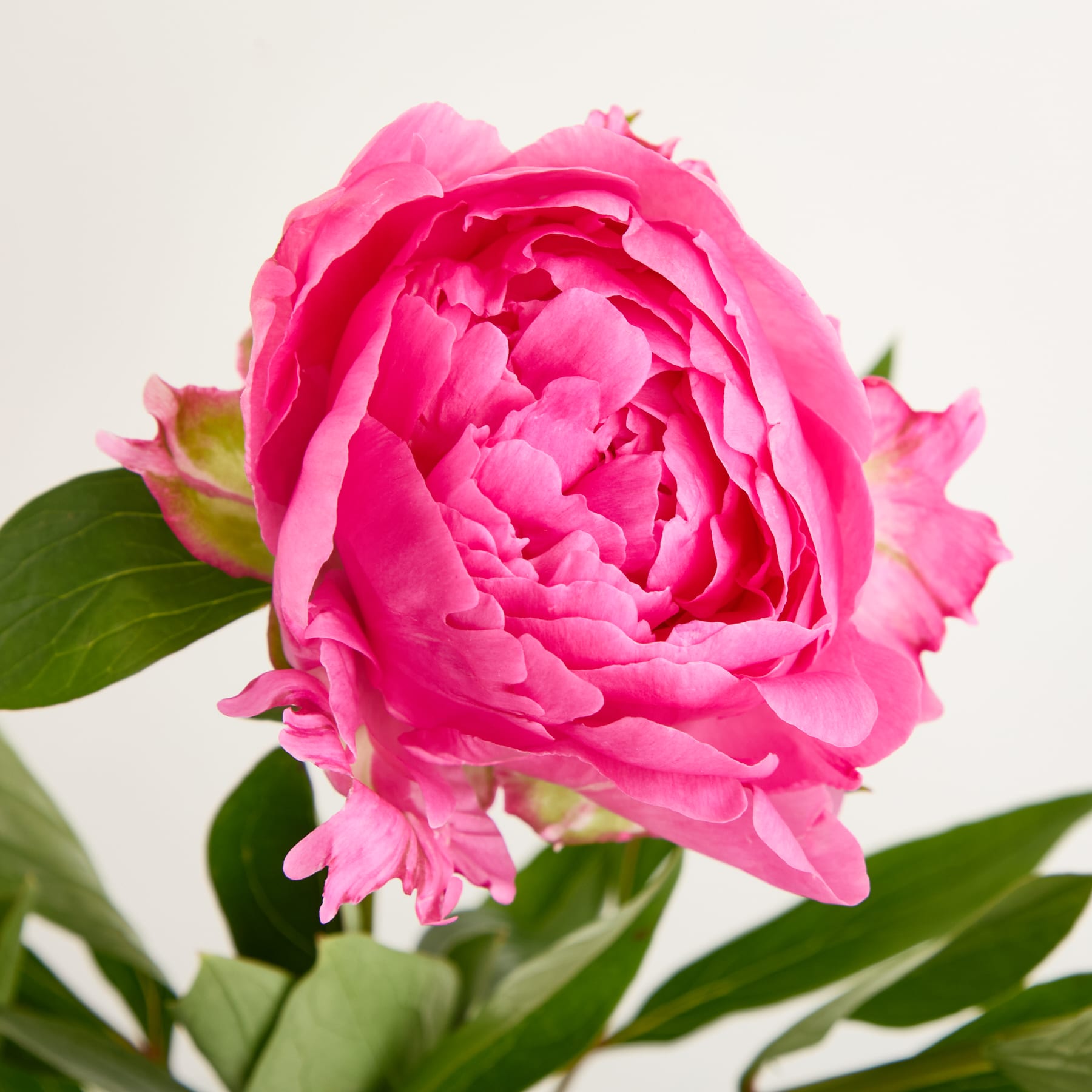 Eine leuchtend rosa Pfingstrosenblüte mit üppigen, zarten Blütenblättern hebt sich von einem schlichten, hellen Hintergrund ab.