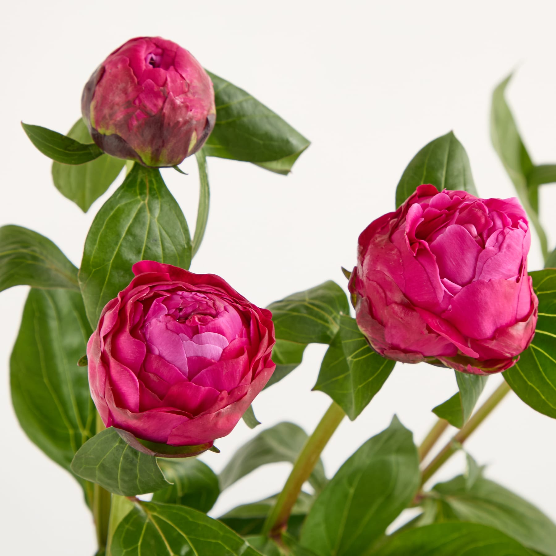 Leuchtend rosa Pfingstrosenblüten mit üppigen grünen Blättern vor einem schlichten weißen Hintergrund.