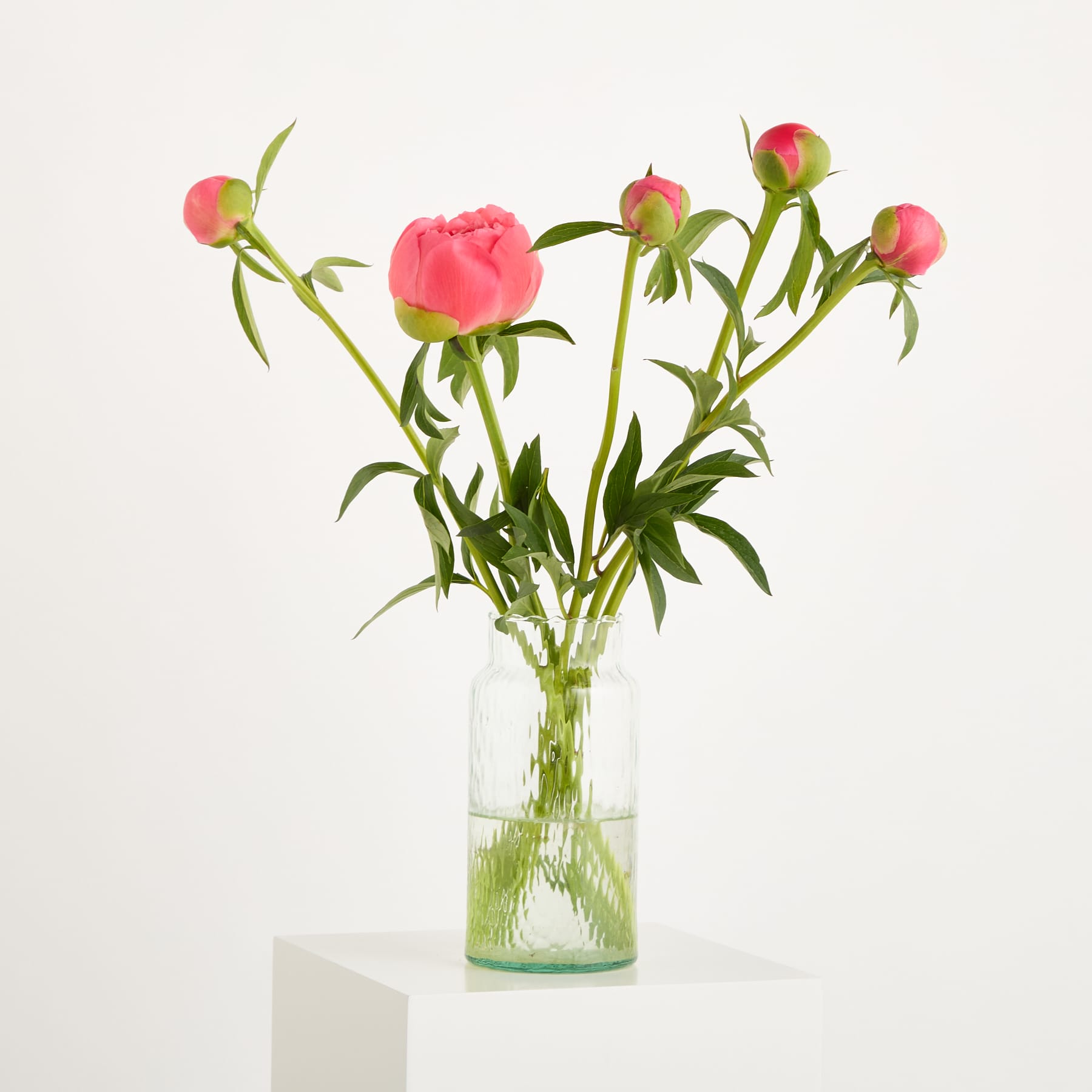 Ein Strauß leuchtend rosa Pfingstrosen in einer Glasvase steht auf einem schlichten weißen Hintergrund, wobei ihre üppigen Blütenblätter und das grüne Laub einen auffälligen visuellen Kontrast erzeugen.