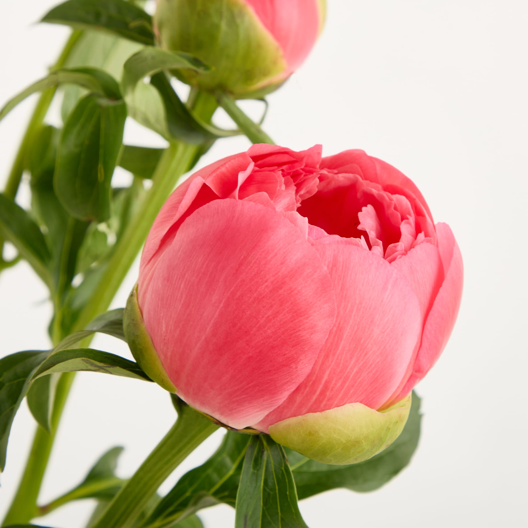 Eine leuchtend rosa Tulpenblüte mit üppigen grünen Blättern vor einem schlichten weißen Hintergrund.