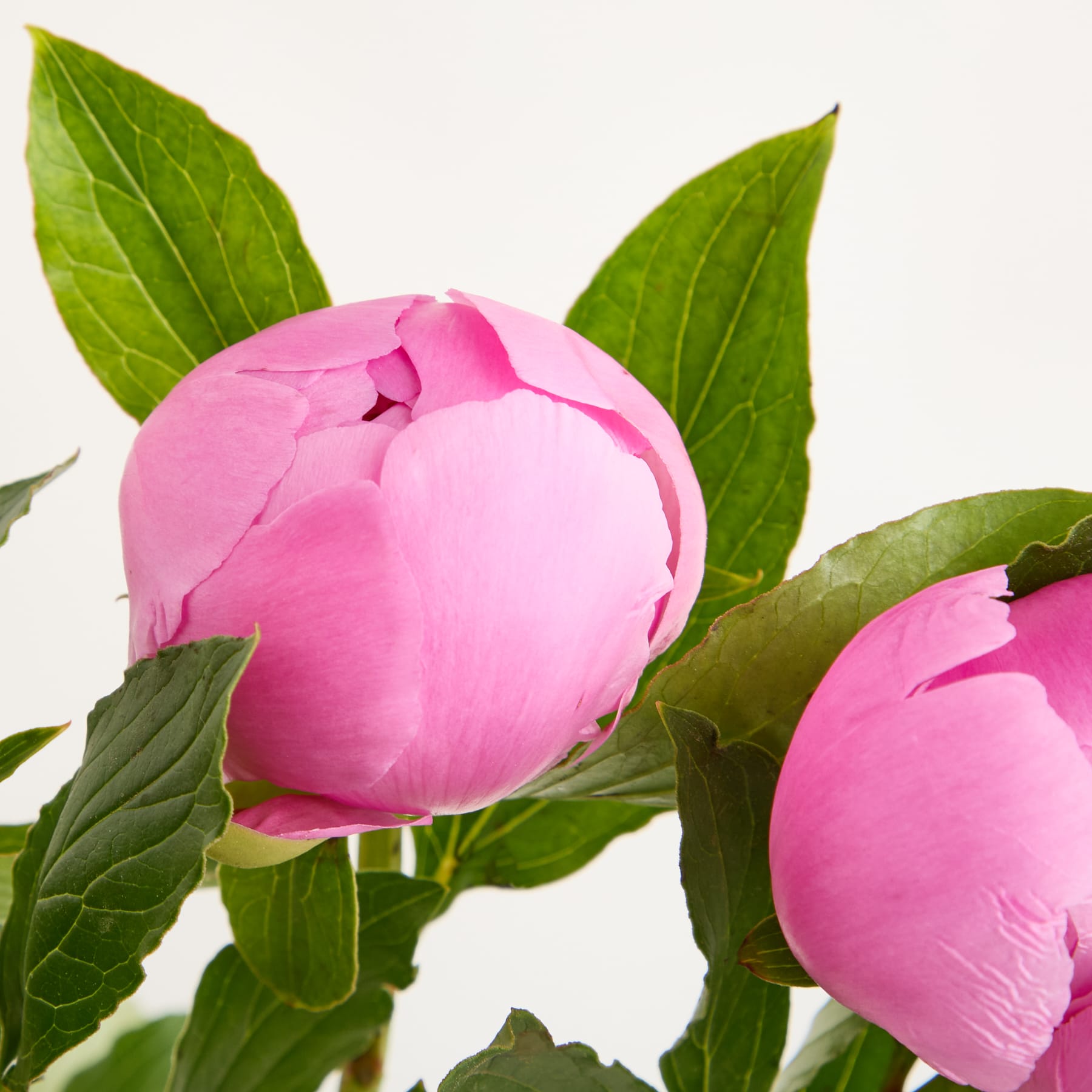 Leuchtend rosa Pfingstrosenblüten mit üppigen grünen Blättern vor einem schlichten weißen Hintergrund.