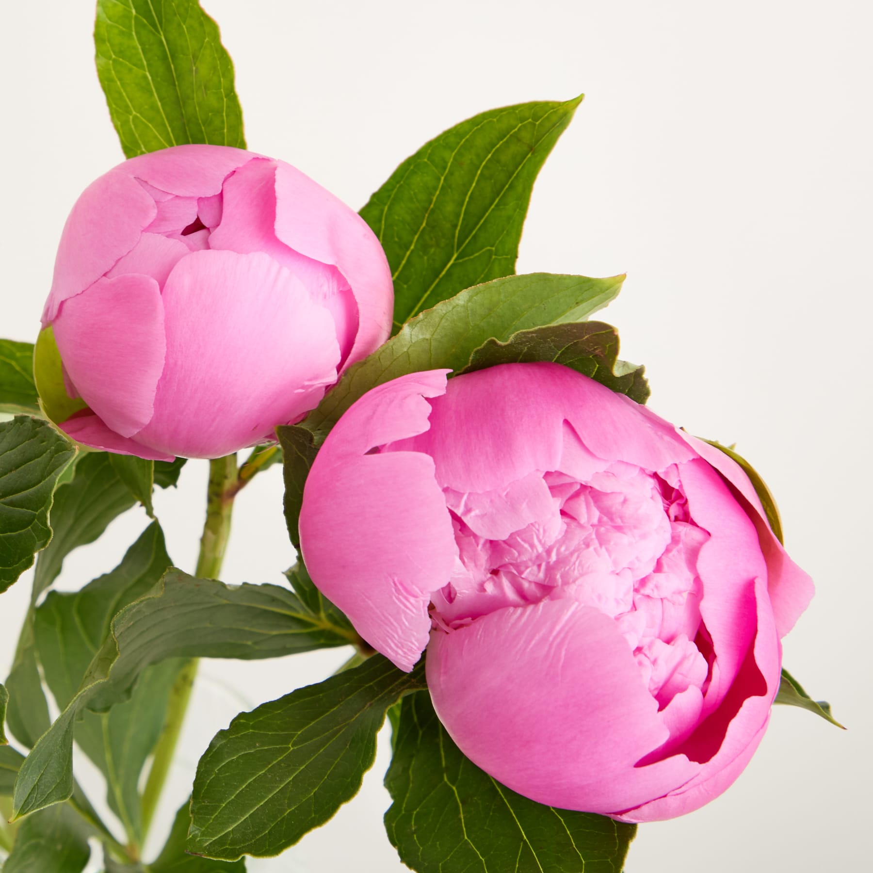 Zwei leuchtend rosa Pfingstrosenblüten mit üppigen grünen Blättern vor einem schlichten weißen Hintergrund.