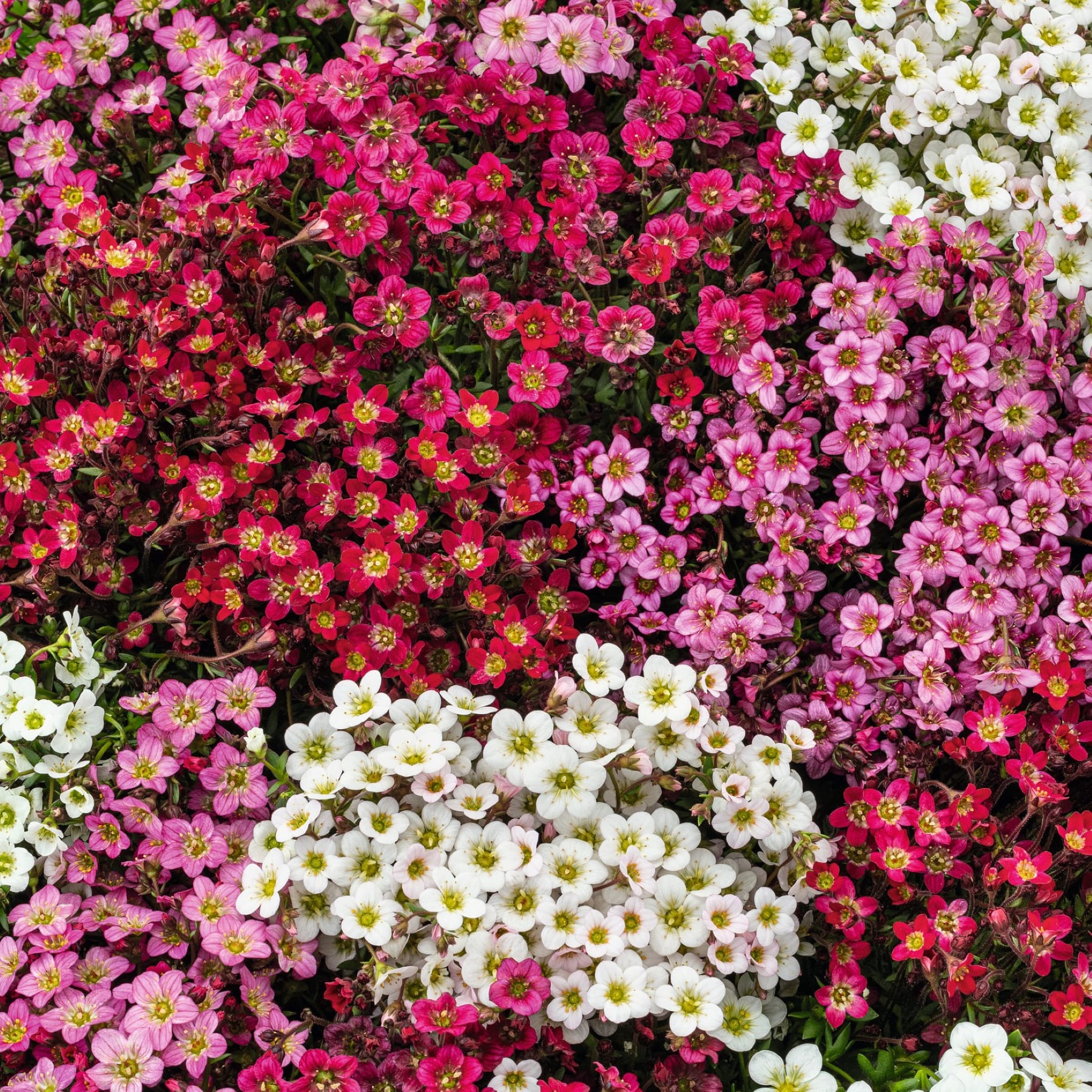 Eine lebendige und farbenfrohe Darstellung verschiedener blühender Blumen, darunter rosa, rote und weiße Sorten, die den Rahmen mit ihren zarten Blütenblättern und üppigen Blättern füllen.