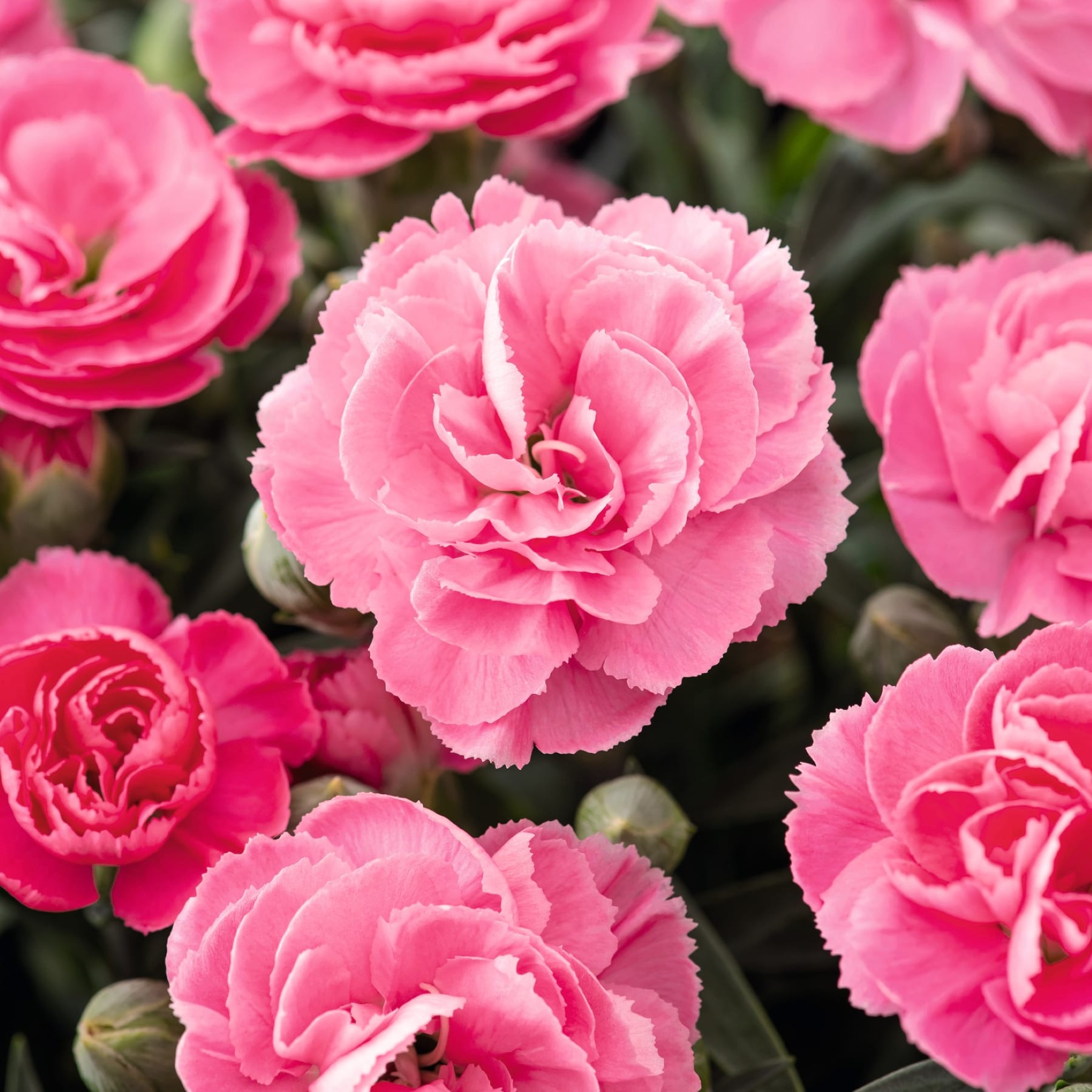 Leuchtend rosa Nelkenblüten mit zarten Blütenblättern und üppigem Laub im Hintergrund.