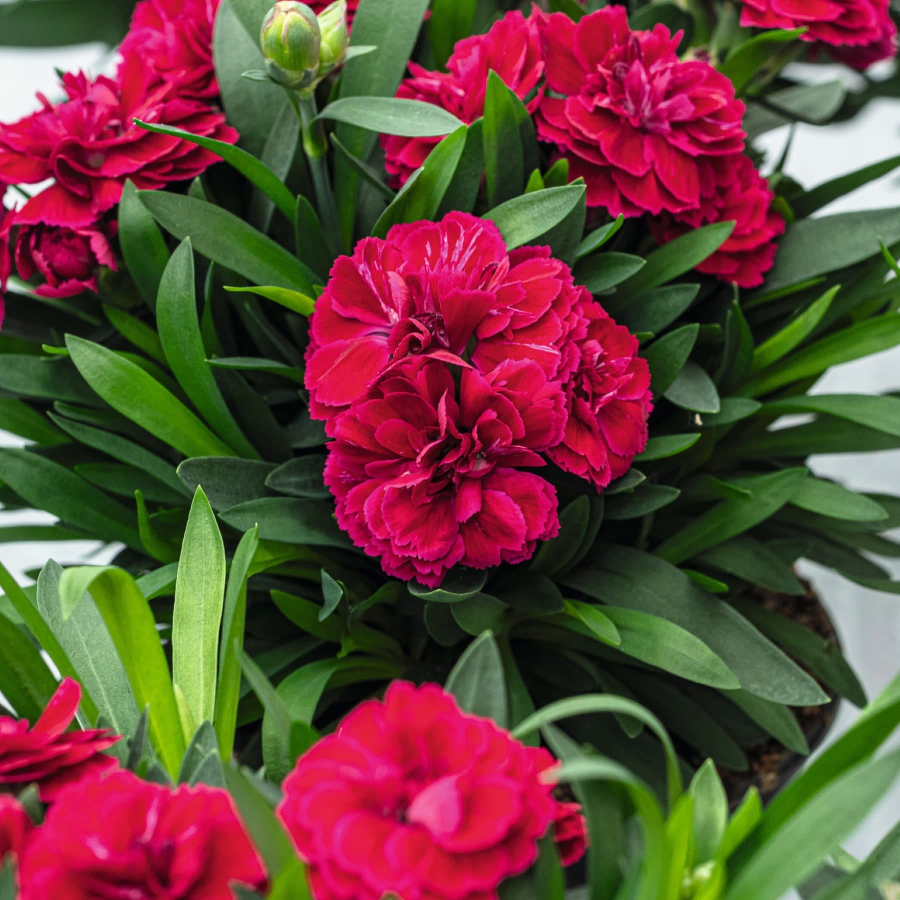Leuchtend rote Nelkenblüten mit üppigem grünem Laub füllen den Rahmen und schaffen ein optisch beeindruckendes und fesselndes Bild.