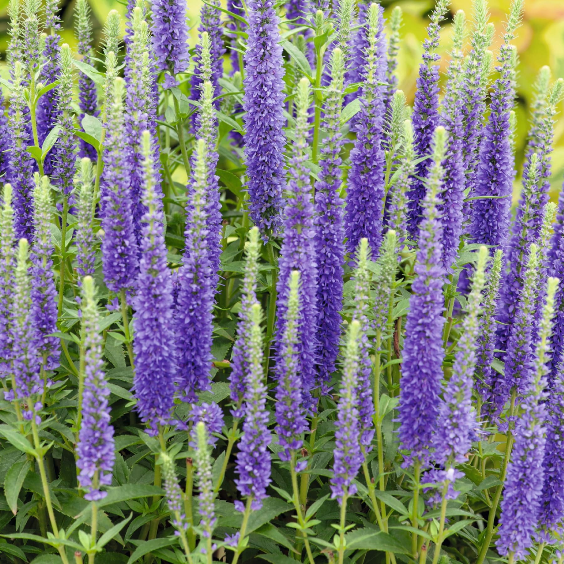 Ein üppiger Garten voller leuchtend violetter Blumen, deren hohe Stiele vor dem Hintergrund grüner Blätter in den Himmel ragen.