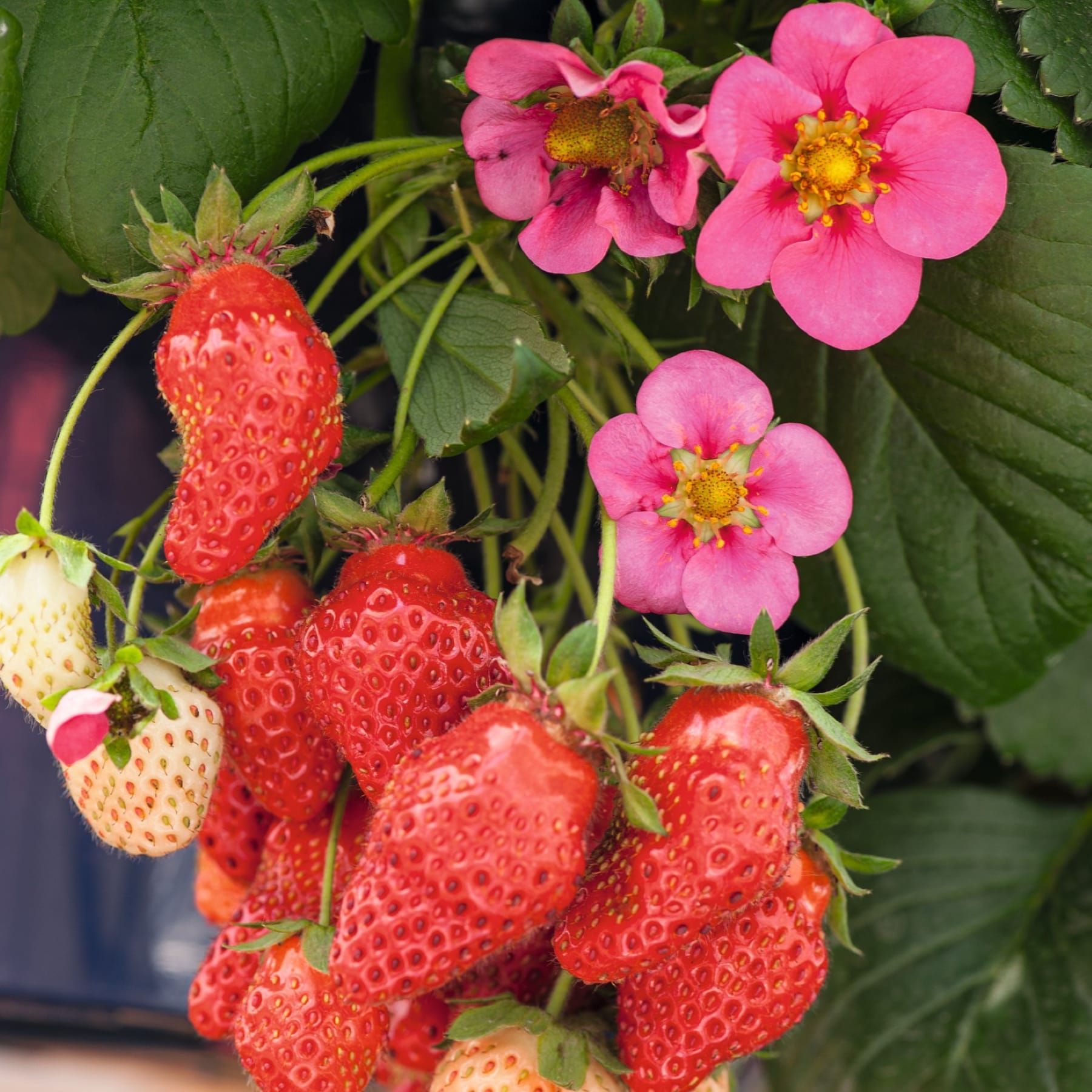 Leuchtend rote Erdbeeren, eingebettet zwischen üppigen grünen Blättern und leuchtend rosa Blüten, schaffen eine optisch beeindruckende Szene.