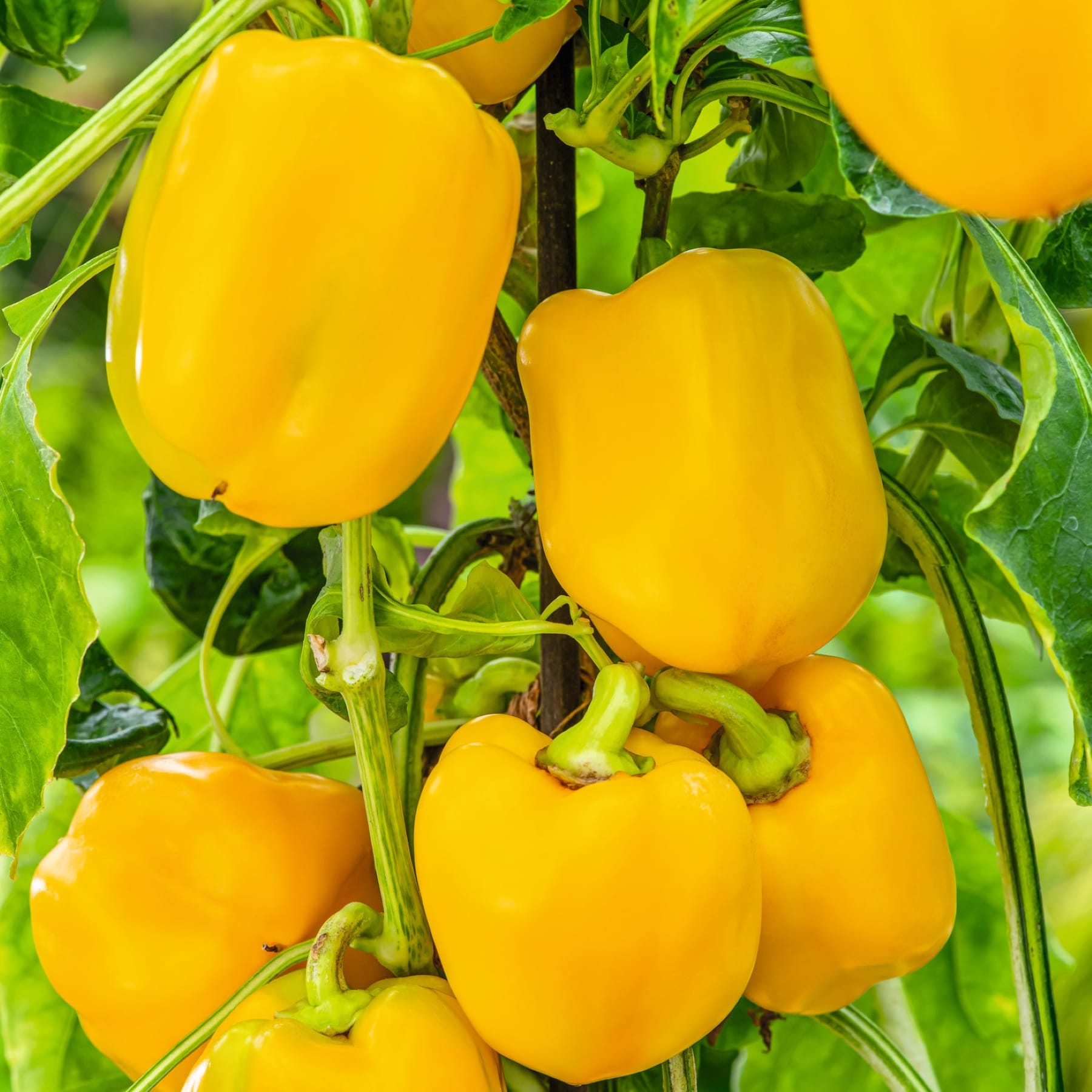 Leuchtend gelbe Paprika wachsen inmitten üppiger grüner Blätter und schaffen eine optisch beeindruckende und appetitliche Szene.
