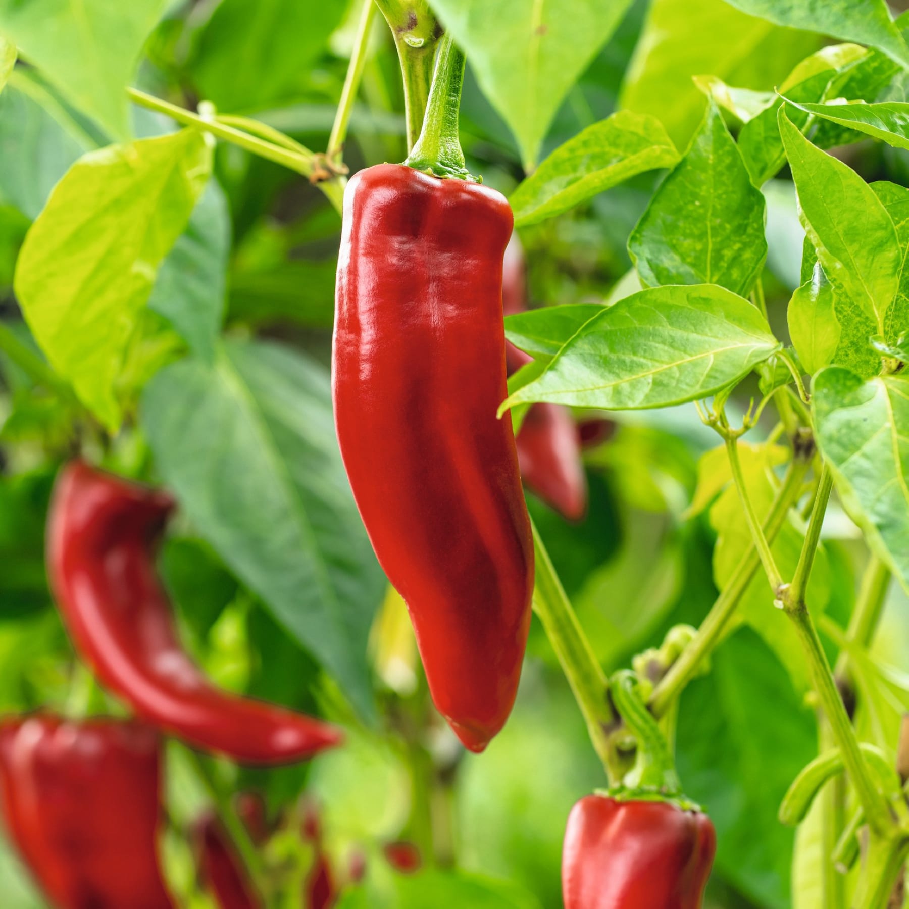 Das Bild zeigt mehrere leuchtend rote Chilischoten, die zwischen üppigen grünen Blättern in einer Gartenumgebung wachsen.