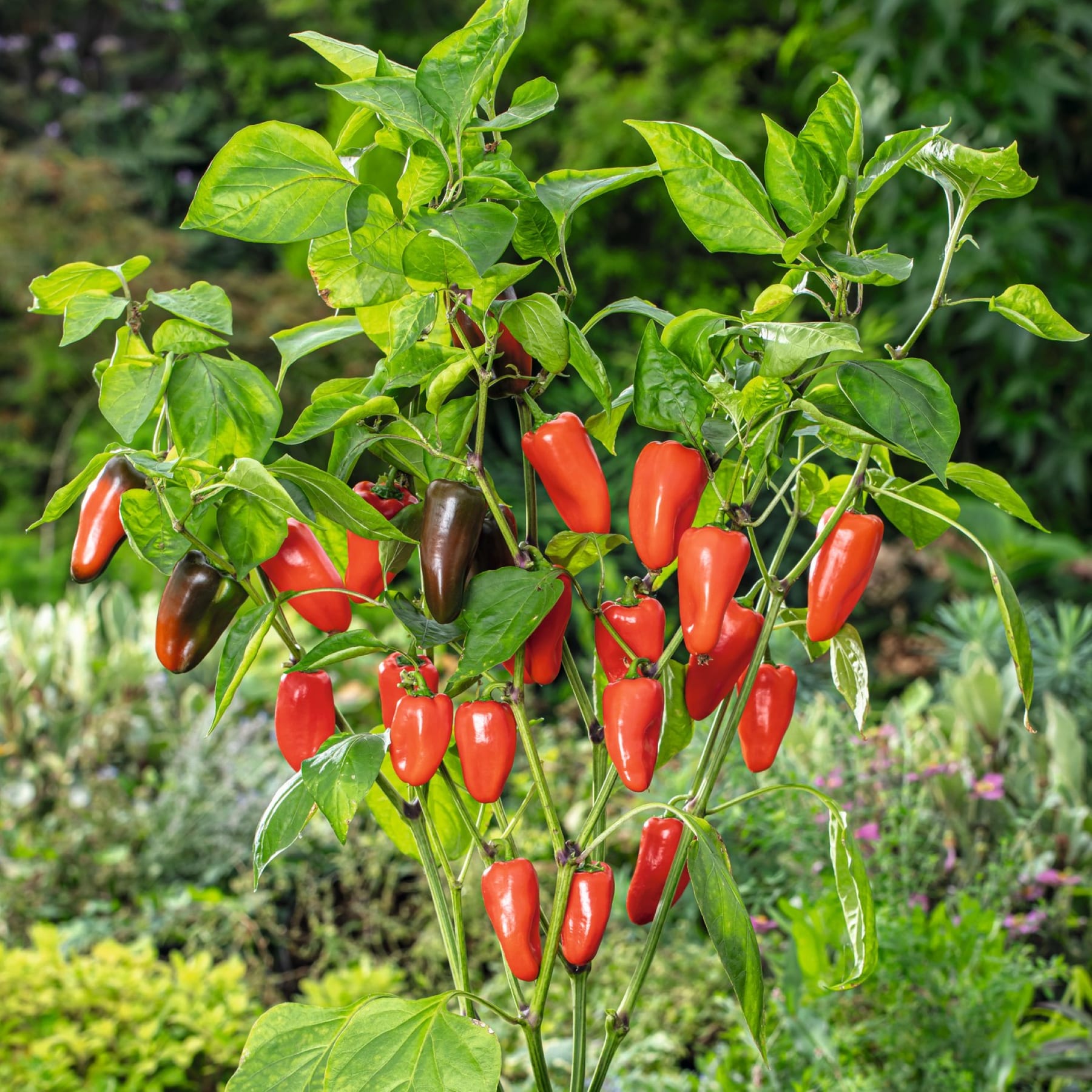 Das Bild zeigt eine üppige, grüne Pflanze, zwischen deren Blättern leuchtend rote und violette Chilischoten wachsen, vor dem Hintergrund eines farbenfrohen Gartens mit anderen Pflanzen und Blumen.