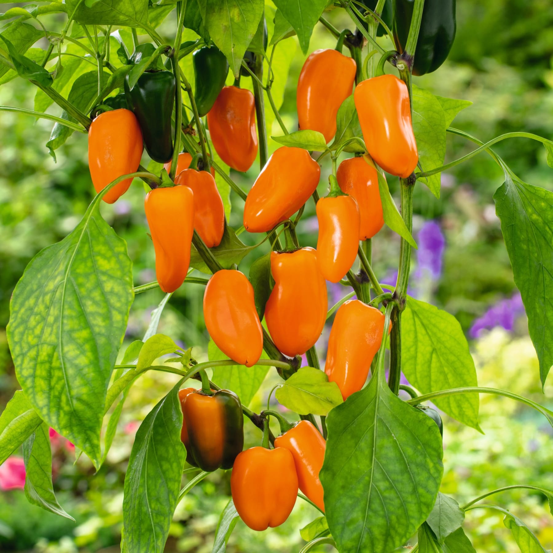 Leuchtend orangefarbene Paprika hängen an üppigen grünen Blättern in einer farbenfrohen Gartenumgebung, umgeben von anderen Pflanzen und Blumen.