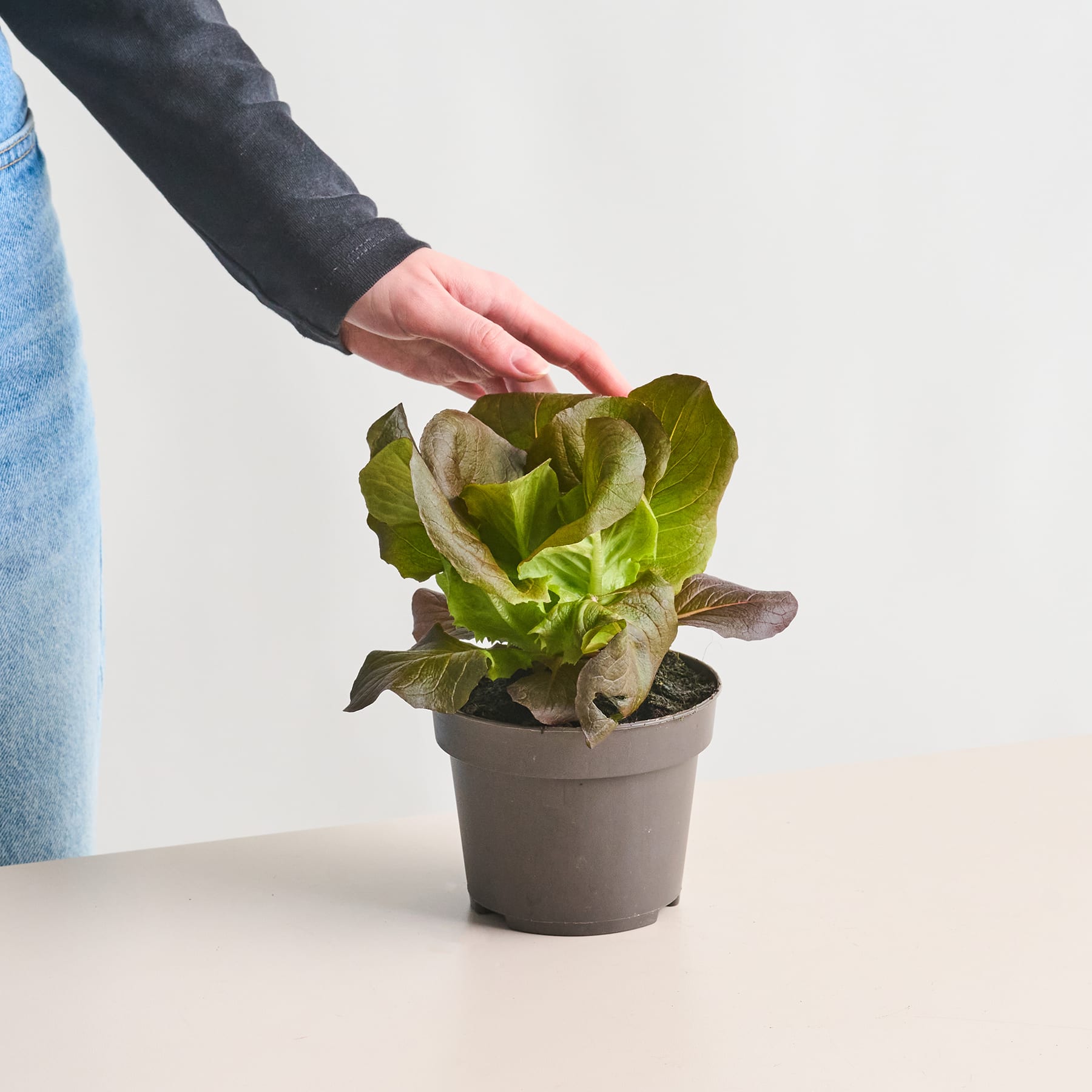 Eine Hand hält sanft eine Topfsalatpflanze auf einem schlichten weißen Hintergrund.