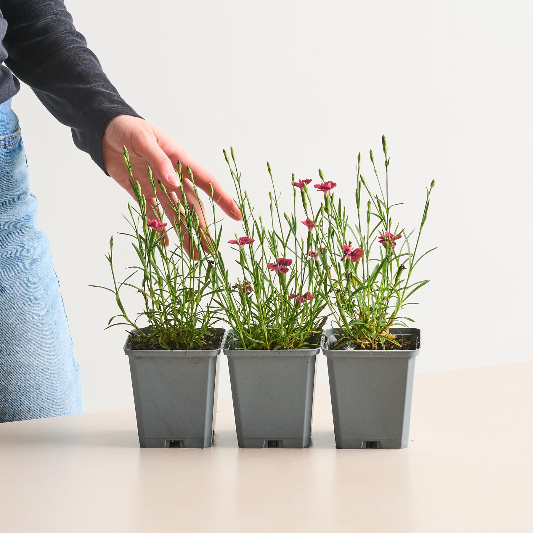 Eine Hand streckt sich aus, um sich um eine Reihe kleiner Topfpflanzen mit leuchtend roten Blüten vor einem schlichten weißen Hintergrund zu kümmern.