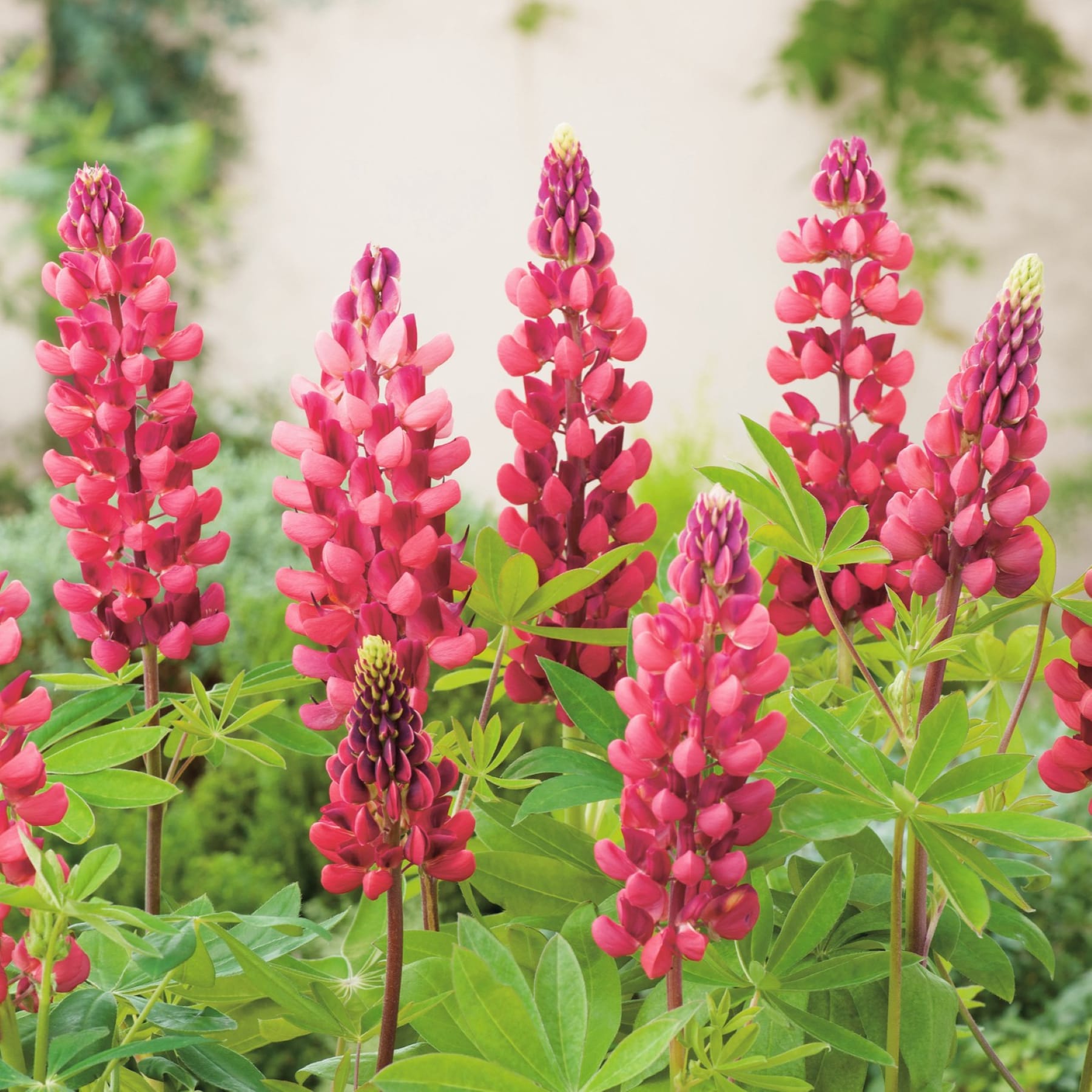 Leuchtend rosa Lupinenblüten ragen hoch über das üppige grüne Laub und schaffen eine bezaubernde Naturkulisse.