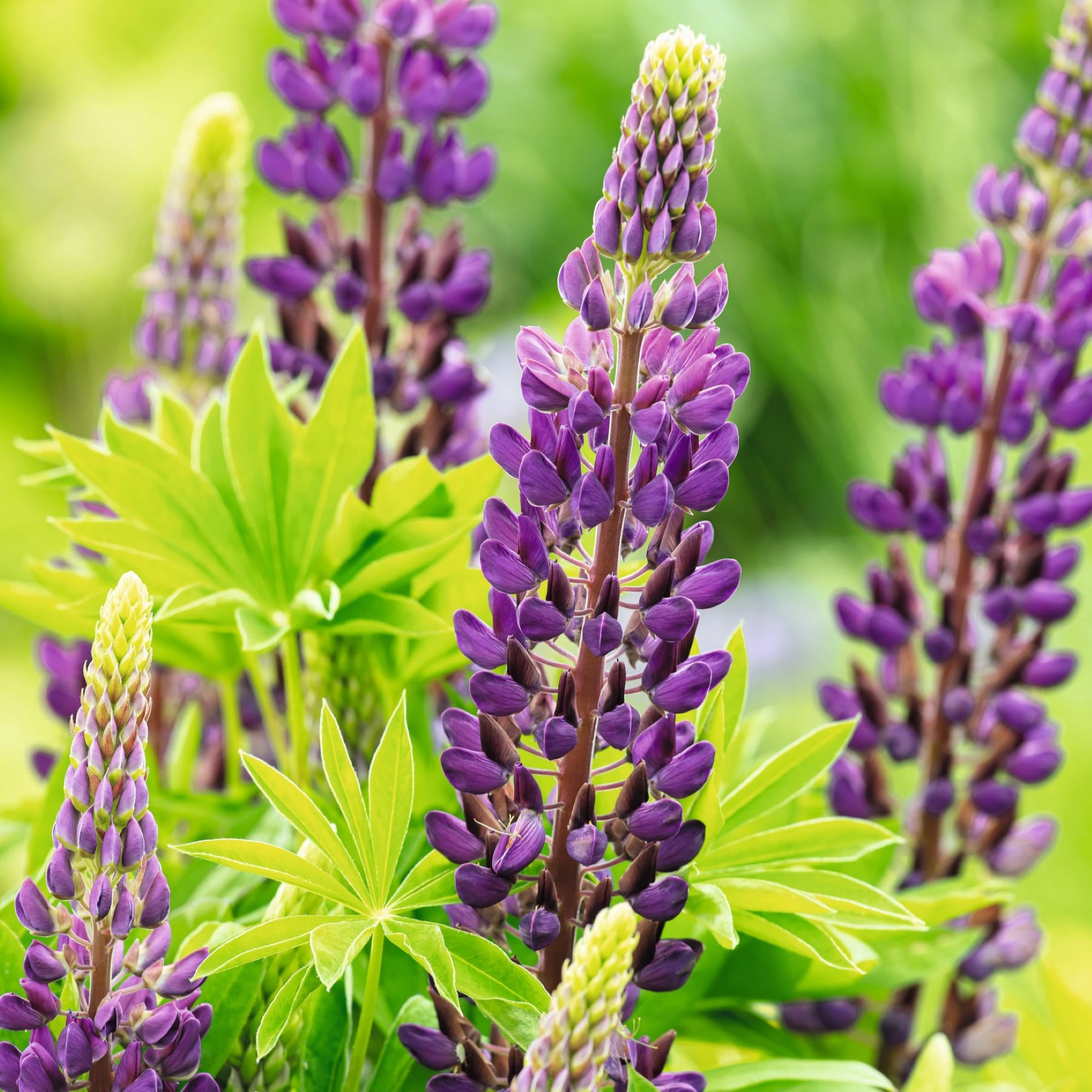 Leuchtend violette Lupinenblüten mit hellgrünen Blättern heben sich vor einem unscharfen natürlichen Hintergrund ab.