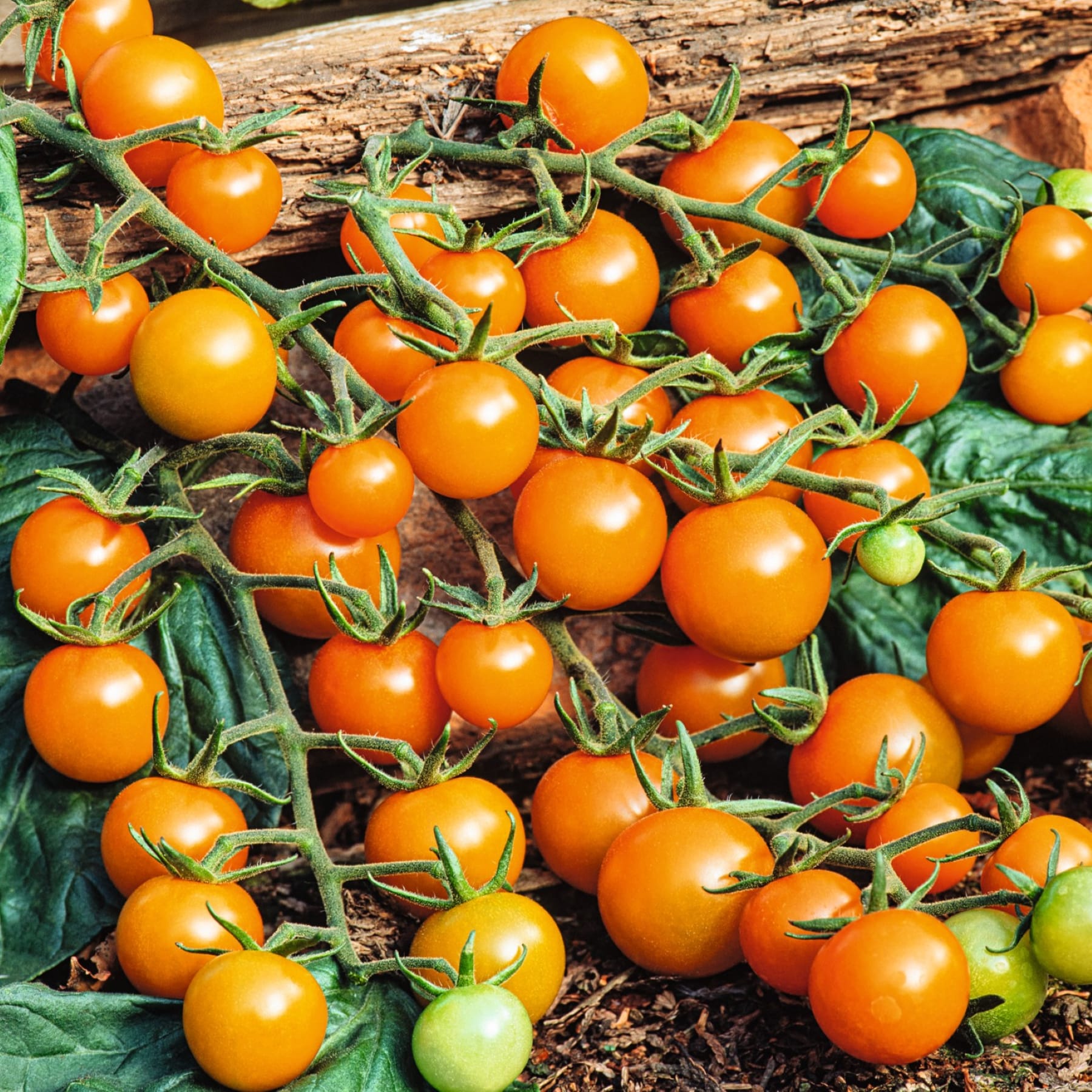 Eine farbenfrohe Präsentation frisch geernteter Kirschtomaten, eingebettet zwischen üppigem grünem Laub, vor einem rustikalen Holzhintergrund.